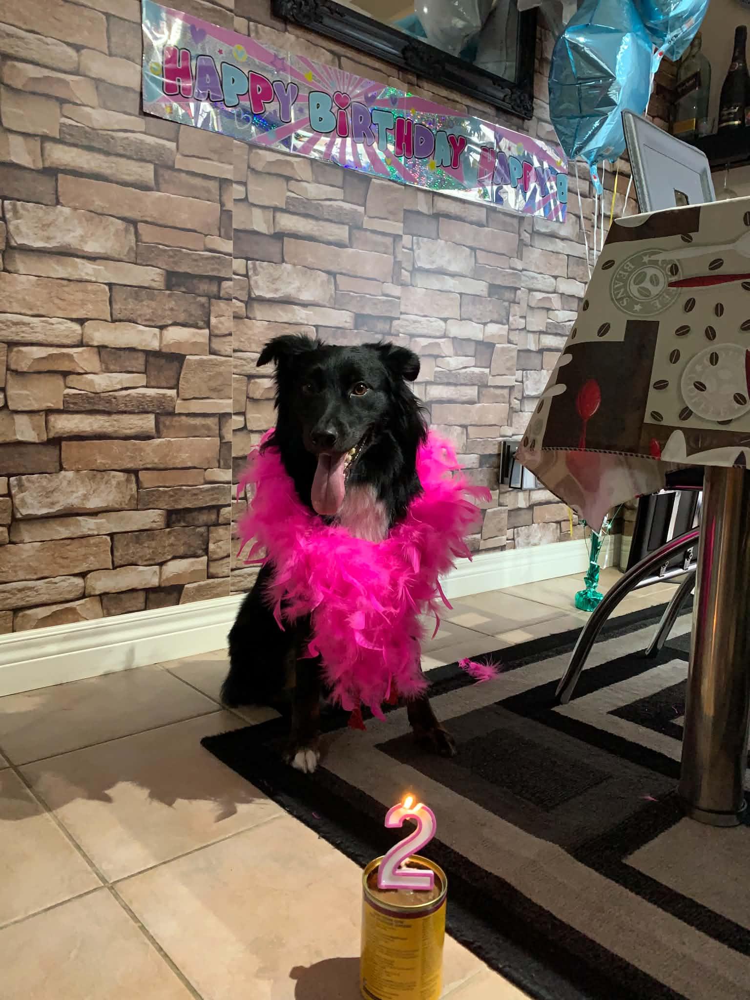 SASSY, ADOPTABLE, Adult Female Australian Shepherd & Border Collie.