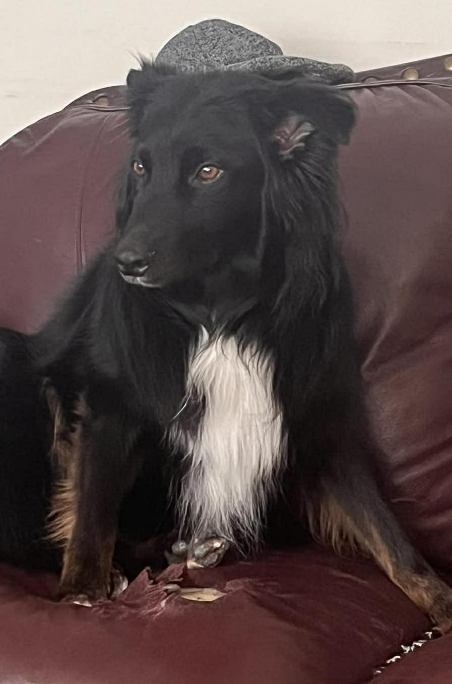 Enlarge SASSY, a ADOPTABLE mixed breed in North York, ON image 3/5