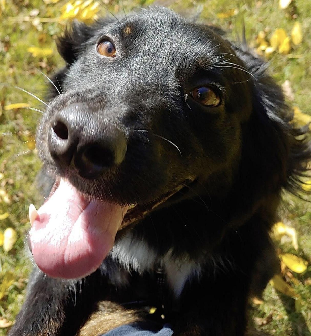 Enlarge SASSY, a ADOPTABLE mixed breed in North York, ON image 4/5