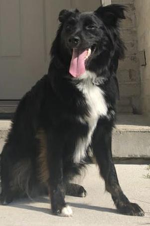 Enlarge SASSY, a ADOPTABLE mixed breed in North York, ON image 5/5