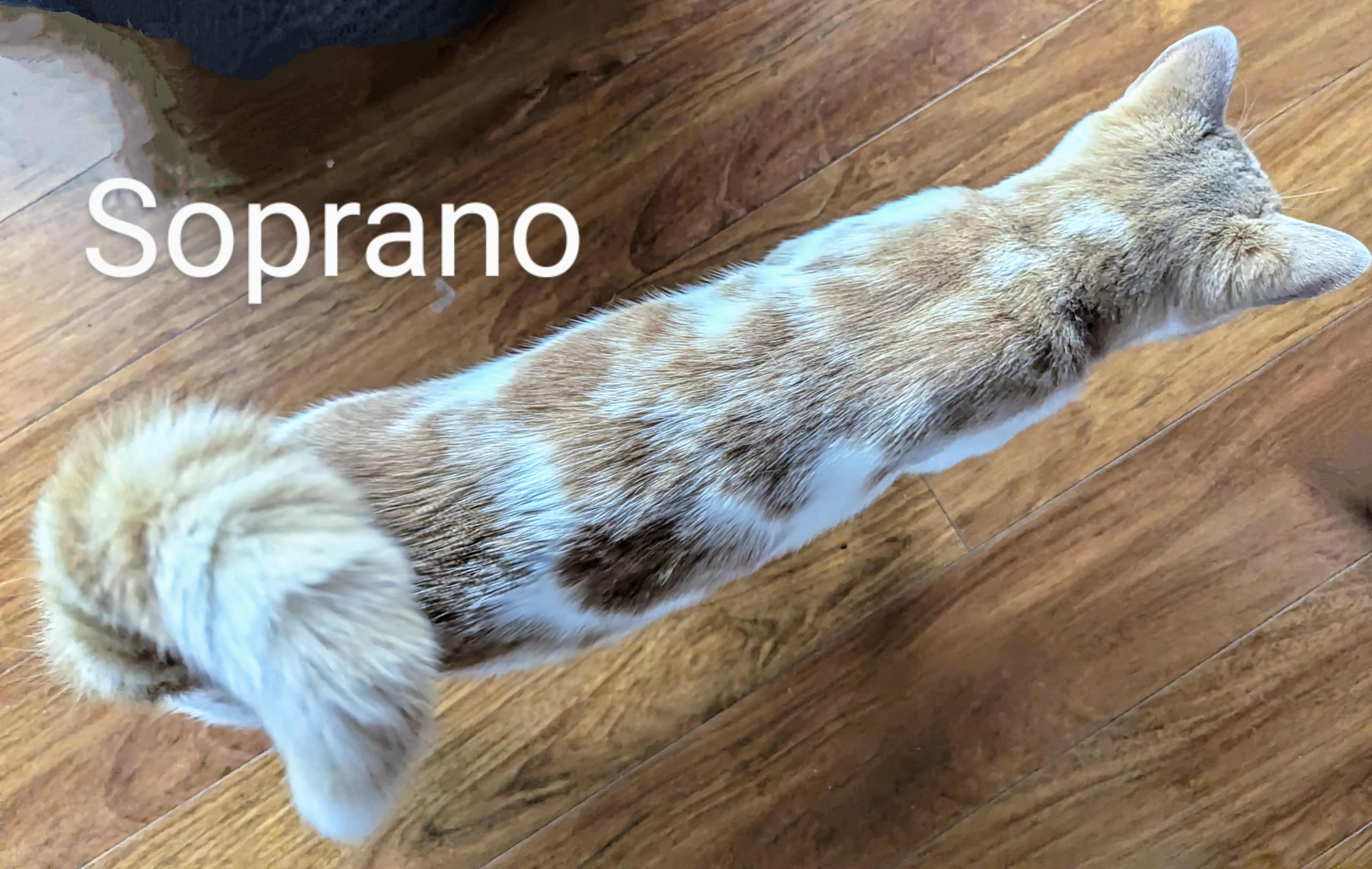 Soprano, Young Male unknown