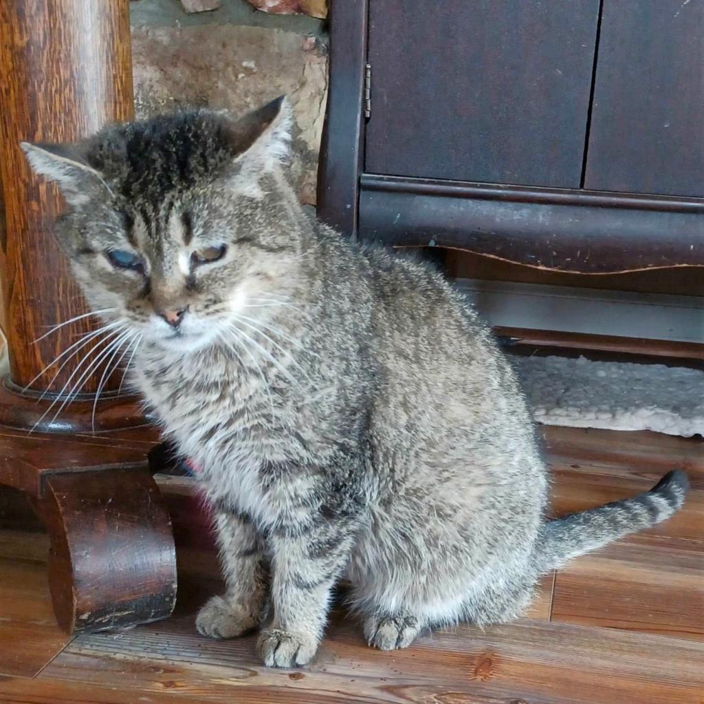 Enlarge Ray Charles May, a Adoptable Domestic Short Hair in Woodstock, VA image 1/1