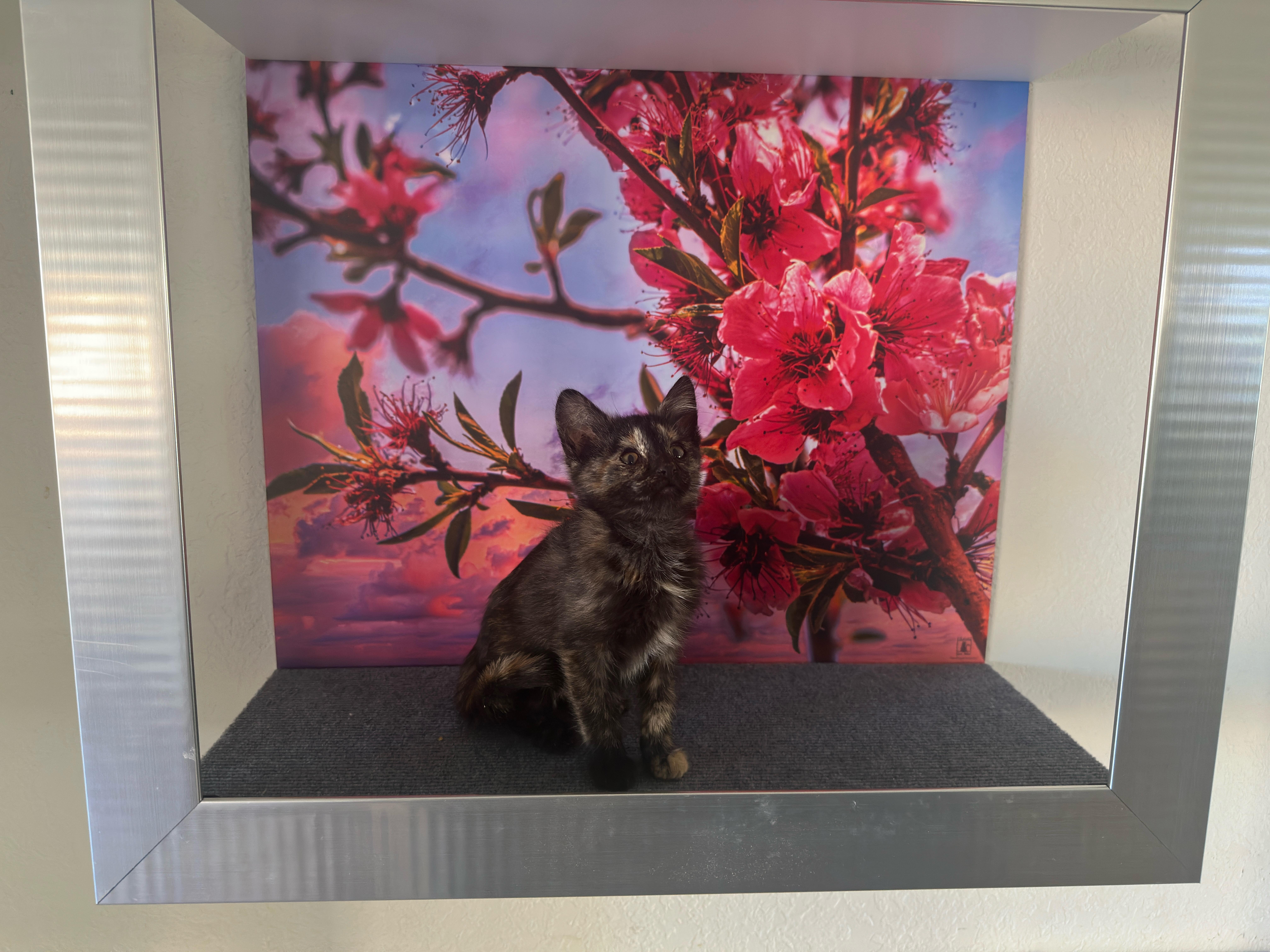 Enlarge Cookie (F), a Adoptable Tortoiseshell in Santa Clarita, CA image 3/4