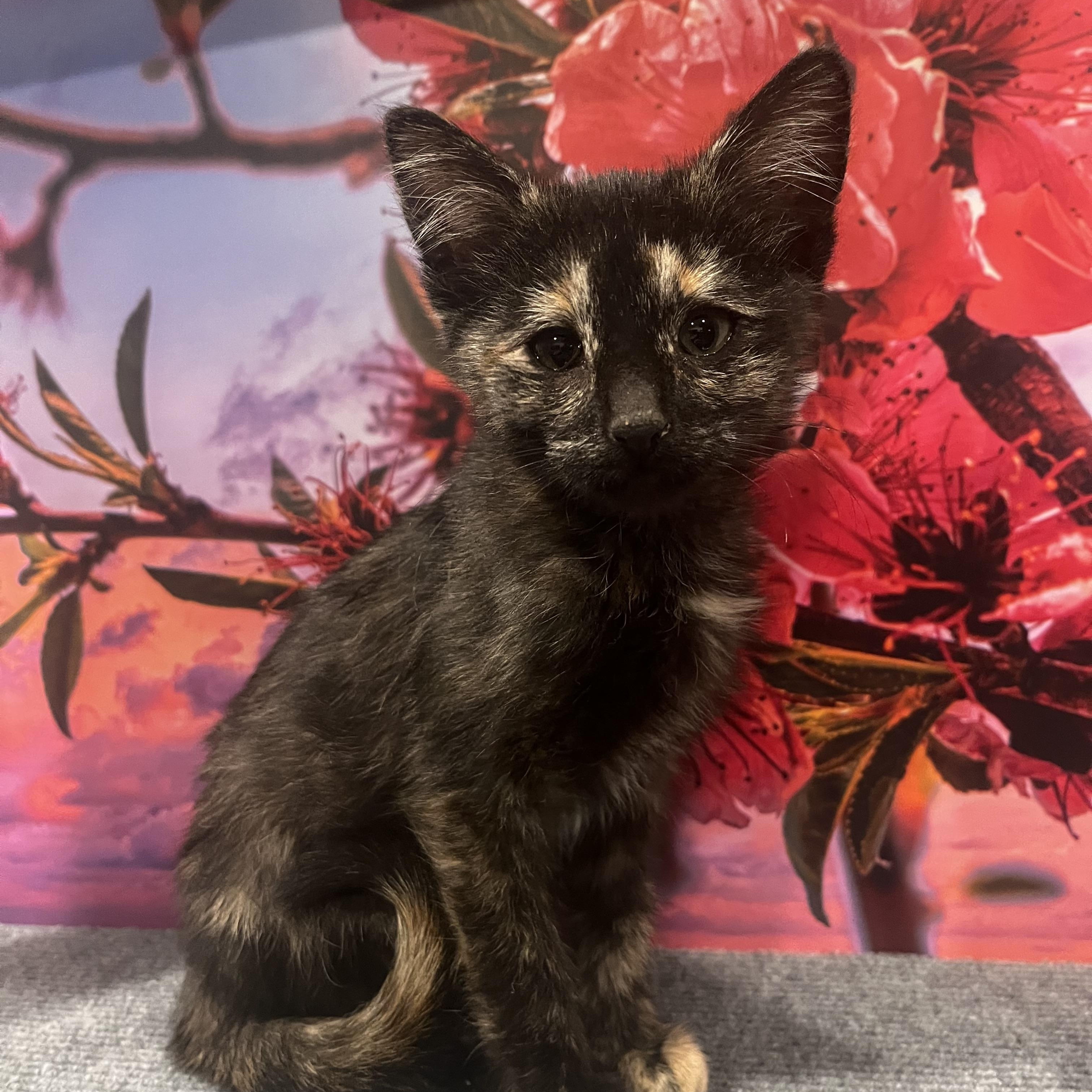 Cookie (F), Adoptable, Kitten Female Tortoiseshell.