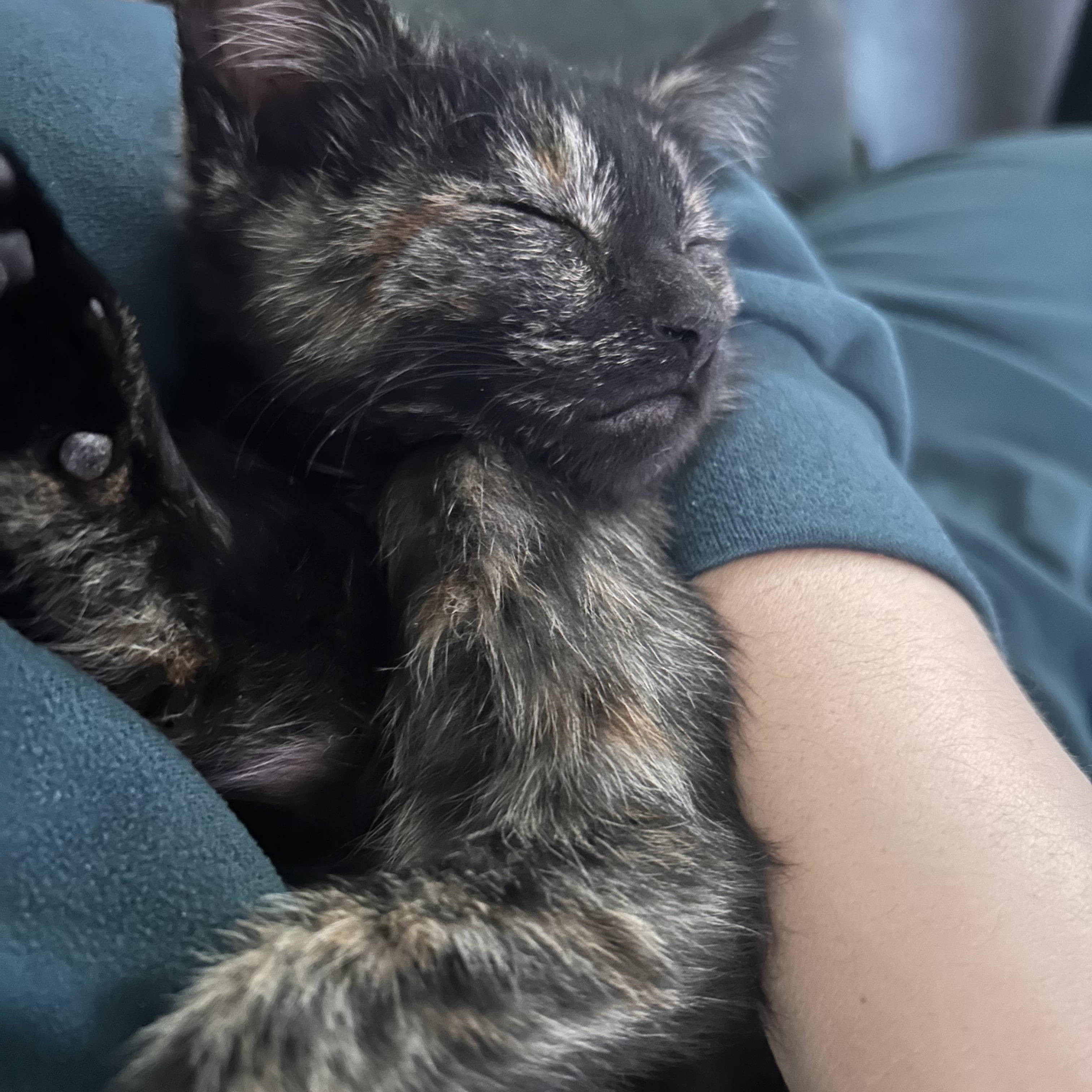 Enlarge Cookie (F), a Adoptable Tortoiseshell in Santa Clarita, CA image 2/4