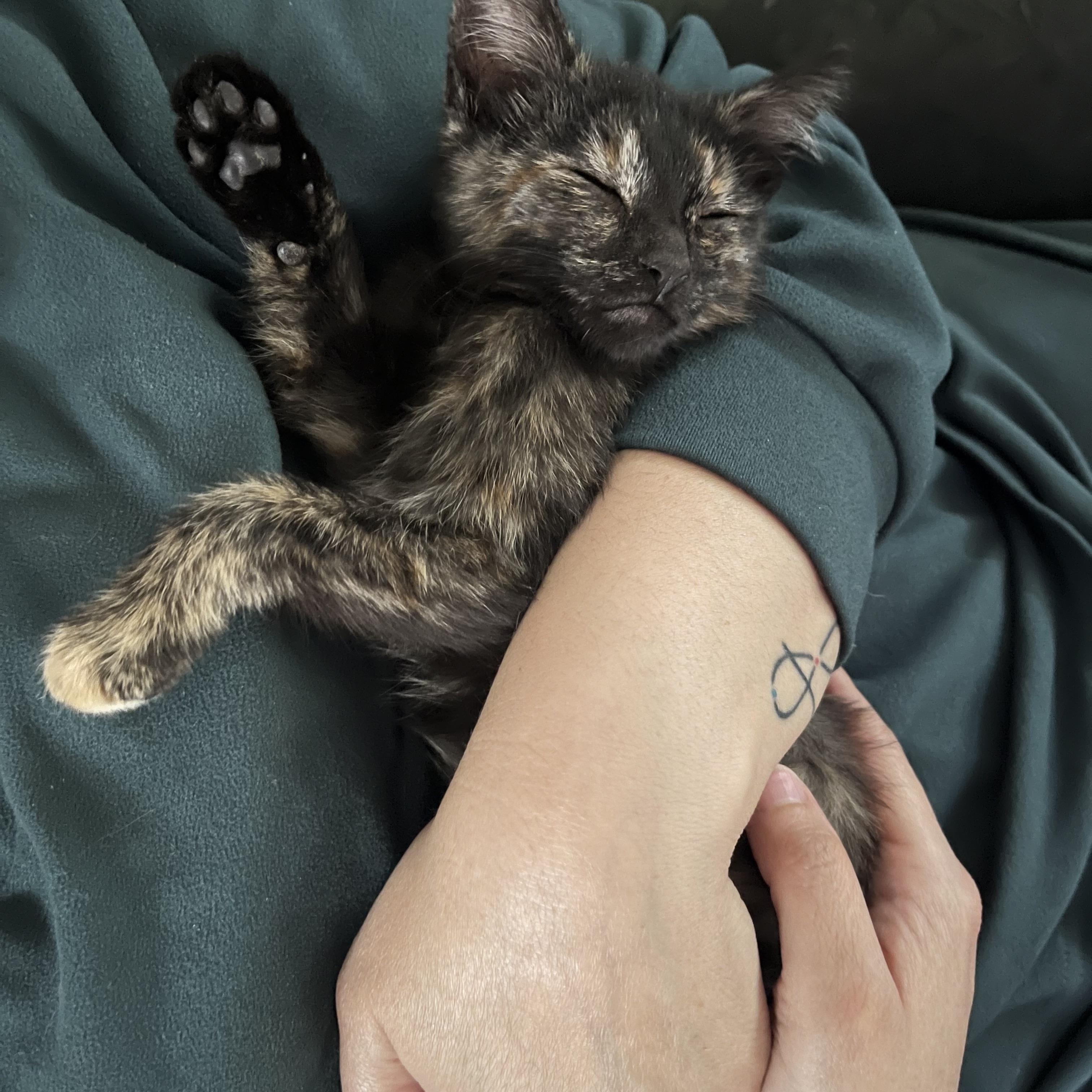 Enlarge Cookie (F), a Adoptable Tortoiseshell in Santa Clarita, CA image 4/4