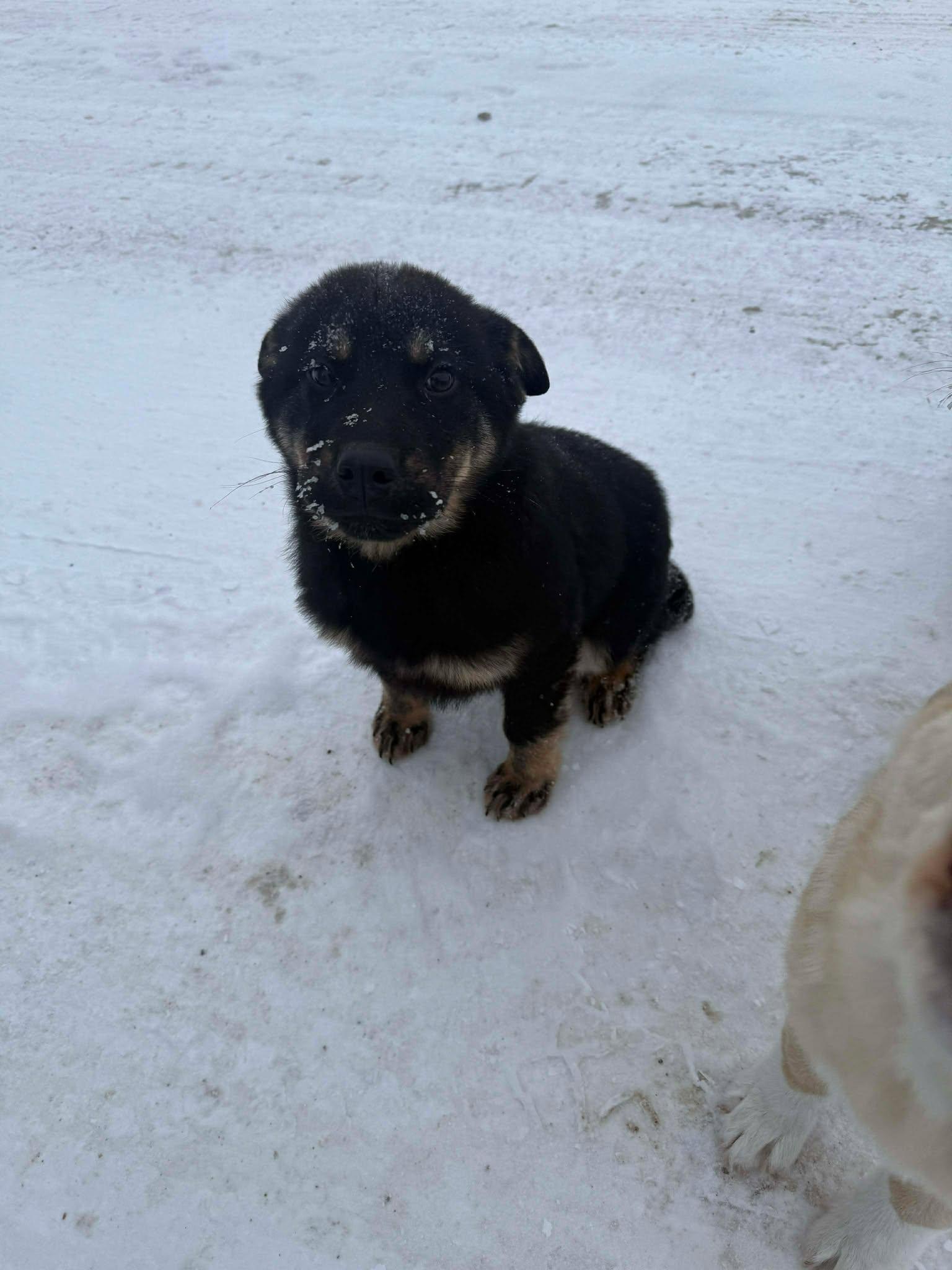 Chitek, Adoptable, Young Female Shepherd & Husky.