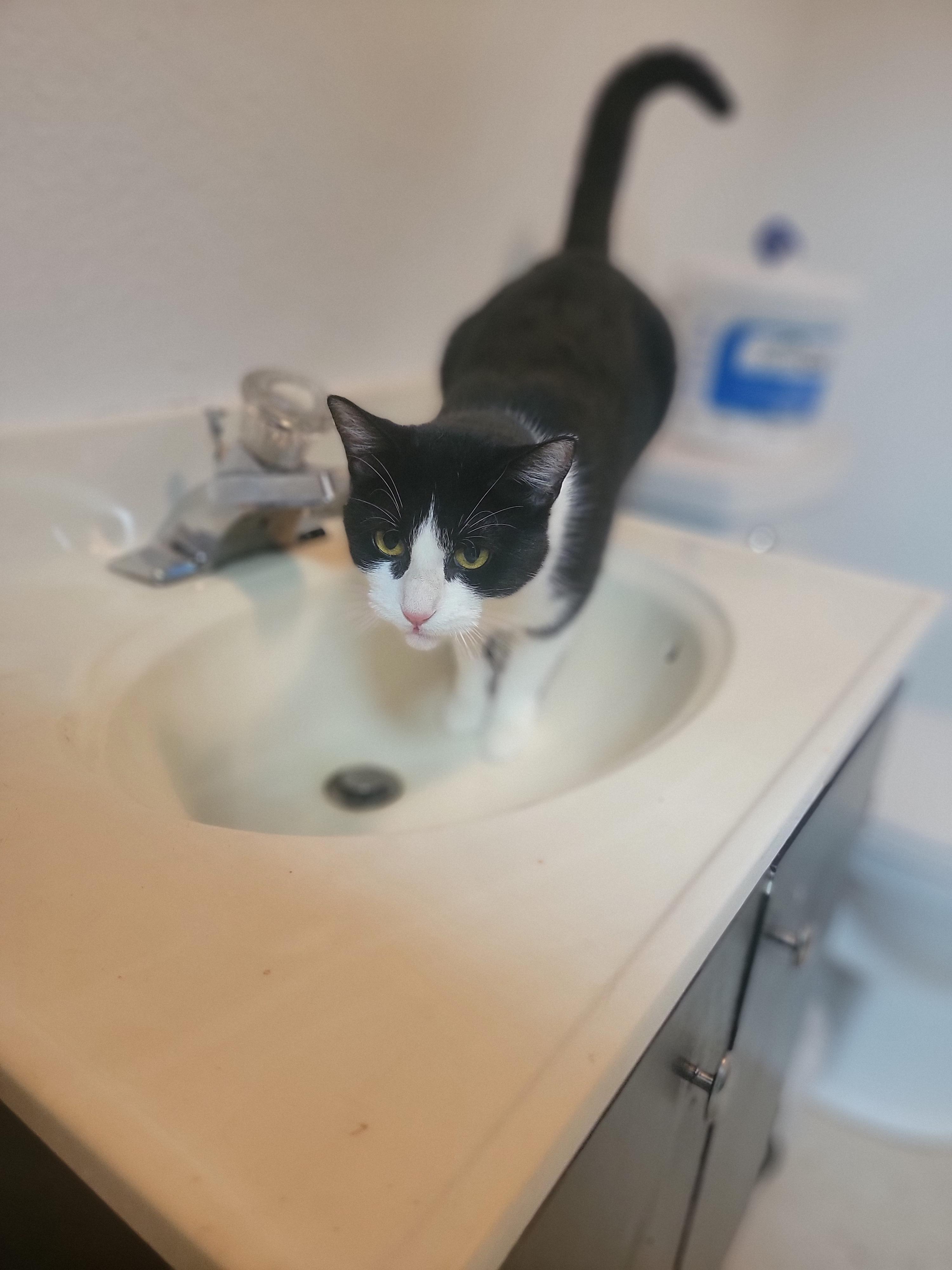 Elvira, Adoptable, Adult Female Domestic Short Hair.