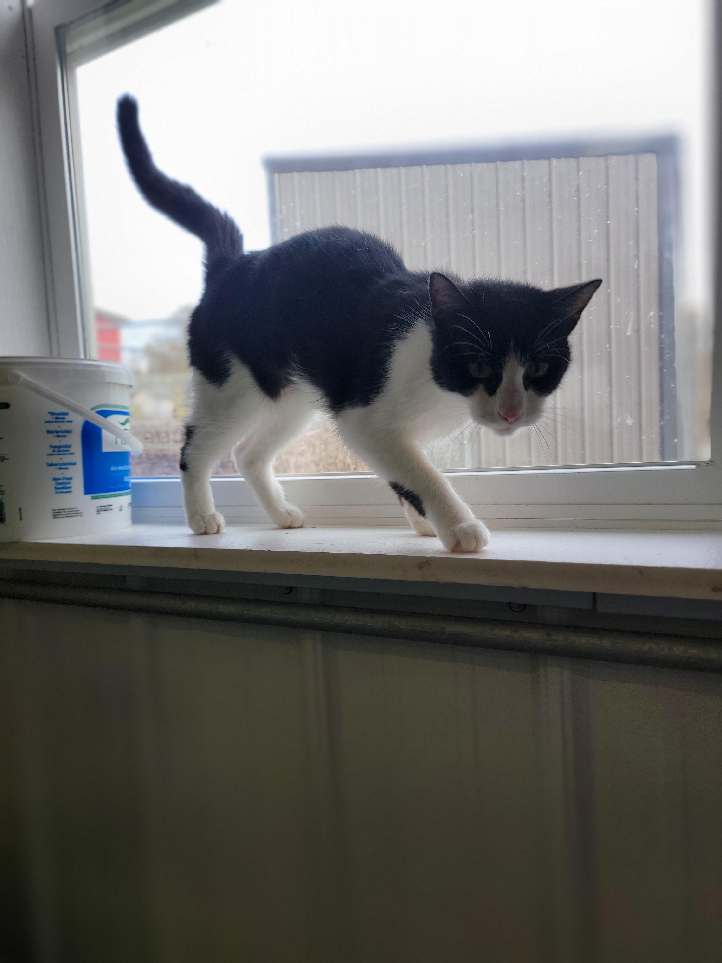 Elvira, a Adoptable Domestic Short Hair in Fertile, MN image 2/2