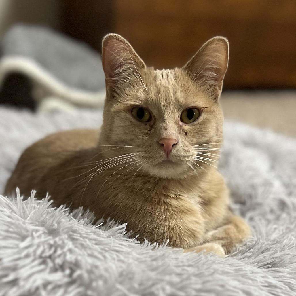 Dozer, Adoptable, Adult Male Domestic Short Hair.