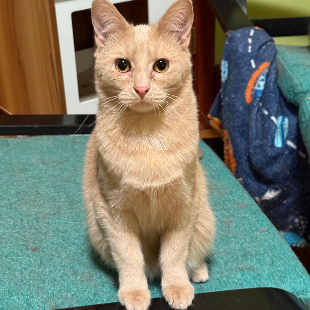 Dozer, a Adoptable Domestic Short Hair in Inver Grove Heights, MN image 2/6