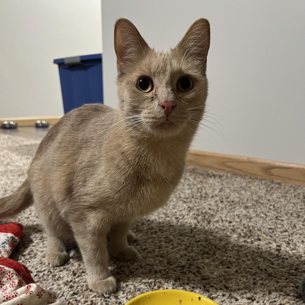 Dozer, a Adoptable Domestic Short Hair in Inver Grove Heights, MN image 3/6
