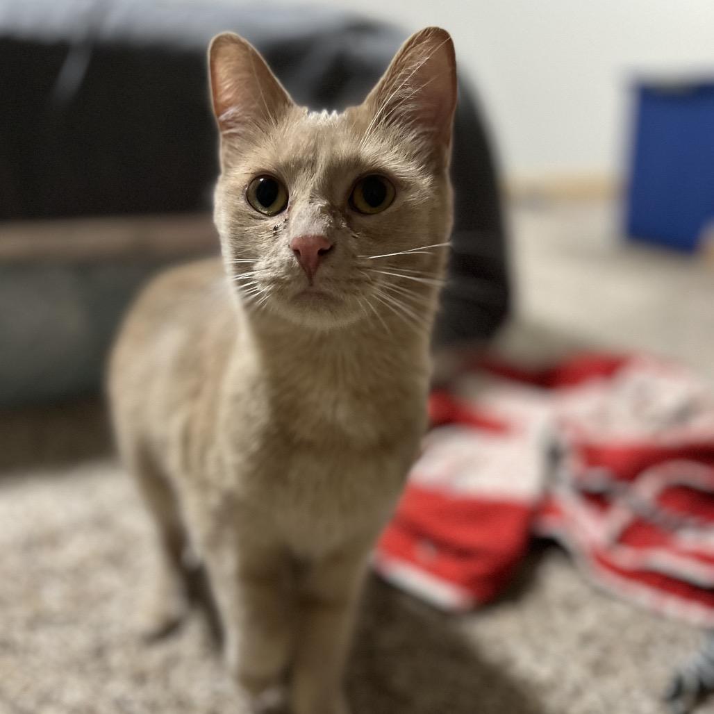Dozer, a Adoptable Domestic Short Hair in Inver Grove Heights, MN image 5/6