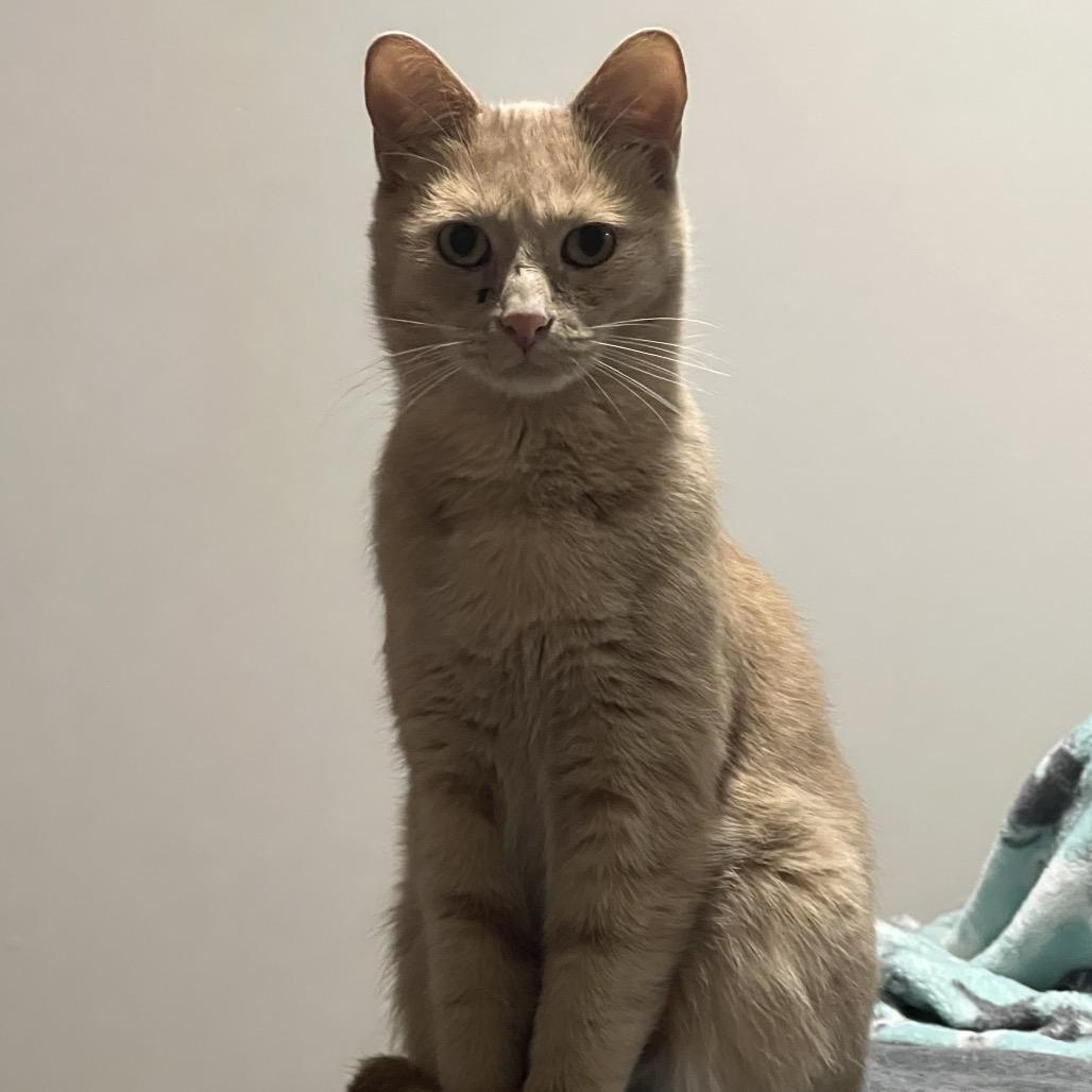 Dozer, a Adoptable Domestic Short Hair in Inver Grove Heights, MN image 6/6