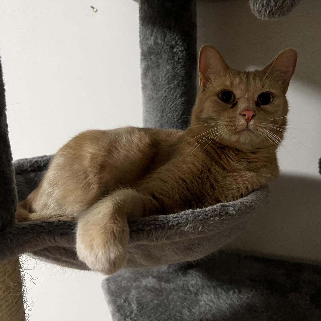 Enlarge Dozer, a Adoptable Domestic Short Hair in Inver Grove Heights, MN image 6/6
