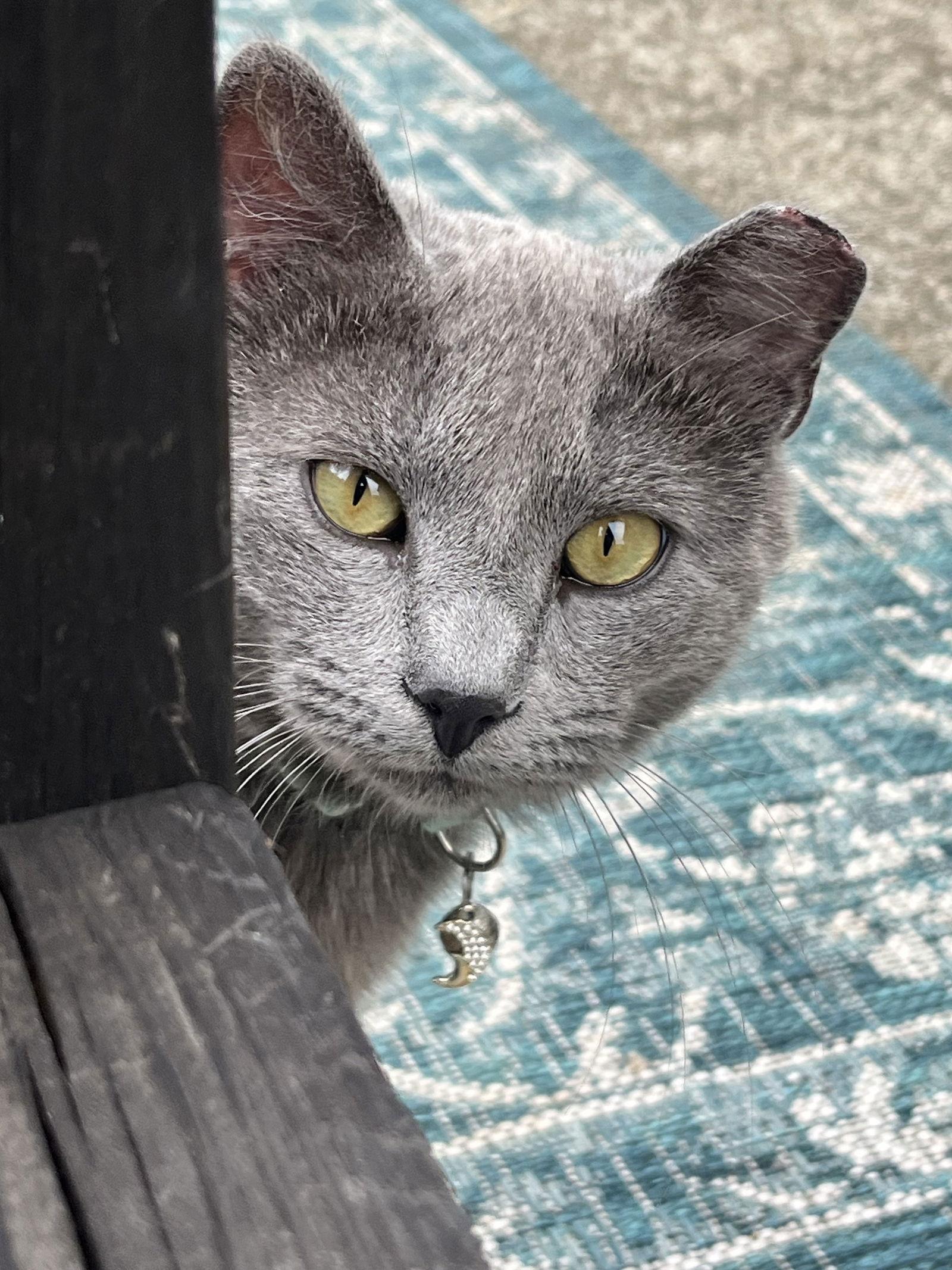 Enlarge Matcha: Not at shelter, a Adoptable Domestic Long Hair in Rustburg, VA image 1/2