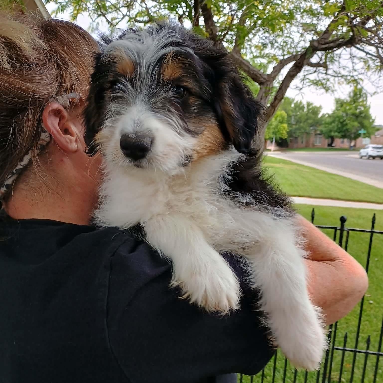 Enlarge Stitch, a Adoptable mixed breed in Amarillo, TX image 1/6