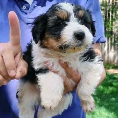 Enlarge Stitch, a Adoptable mixed breed in Amarillo, TX image 3/6