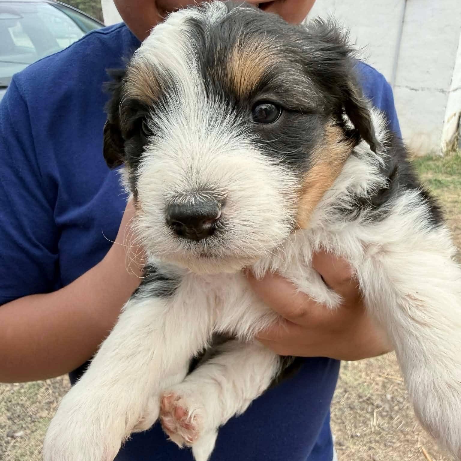 Enlarge Stitch, a Adoptable mixed breed in Amarillo, TX image 6/6