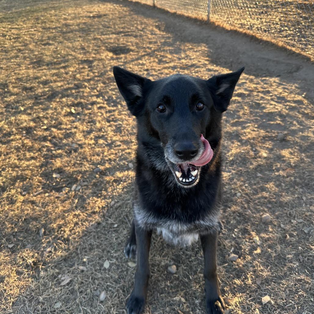 Sam, adopted, Adult Male German Shepherd Dog.