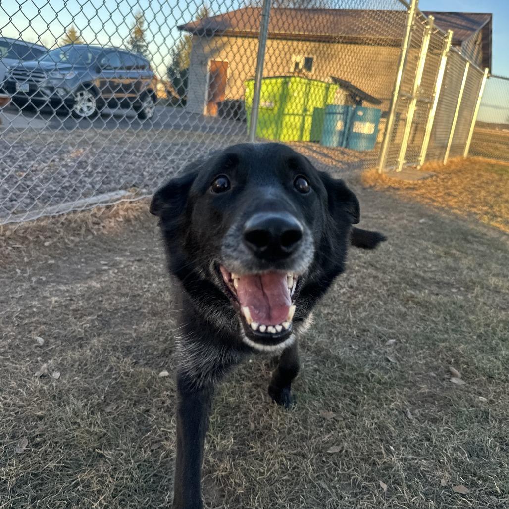 Enlarge Sam, an adopted German Shepherd Dog in Chippewa Falls, WI image 2/2