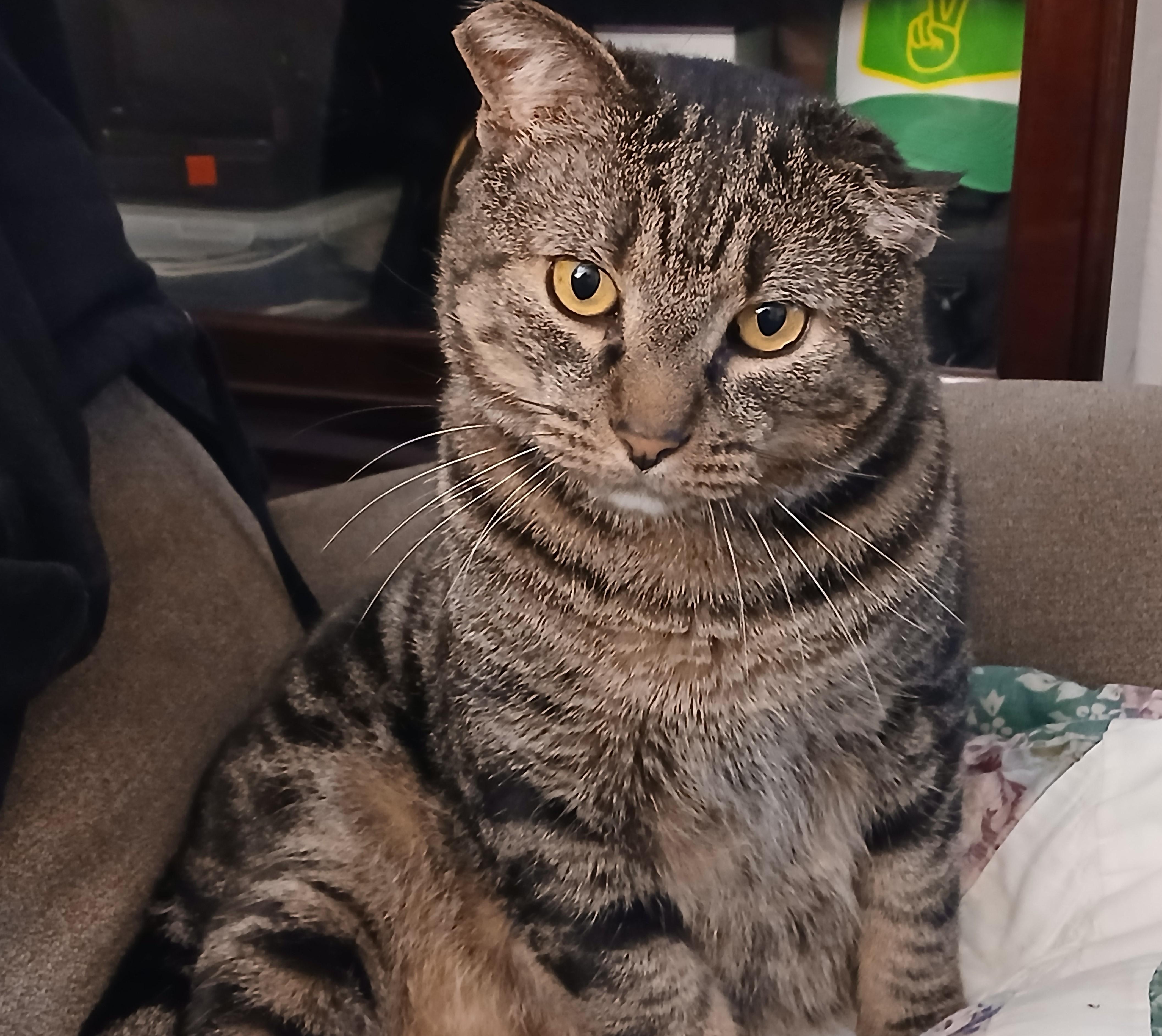 Perry FIV+ (Courtesy Post), ADOPTABLE, Adult Male Domestic Short Hair.