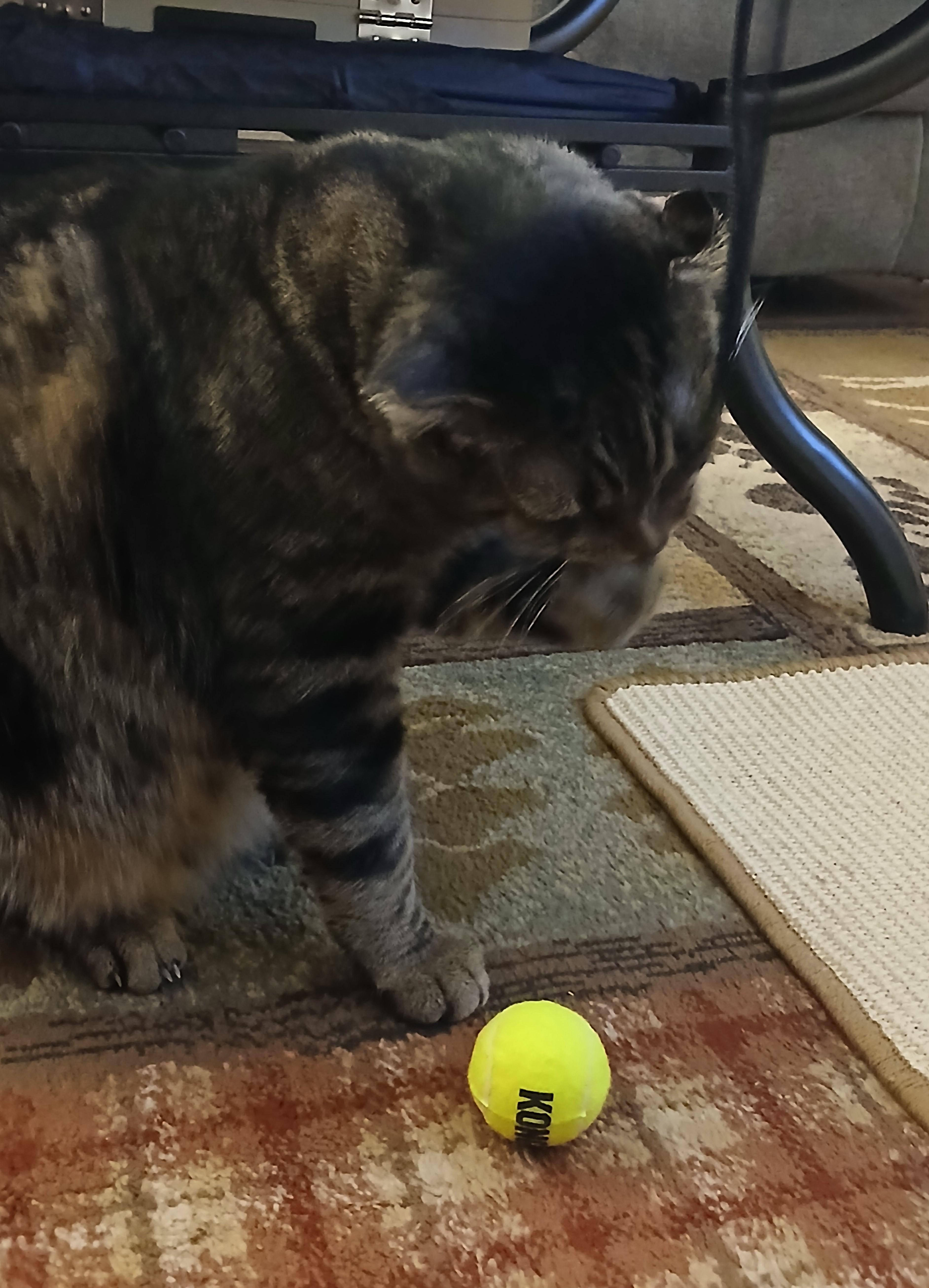 Enlarge Perry FIV+ (Courtesy Post), a ADOPTABLE Domestic Short Hair in Puyallup, WA image 5/6