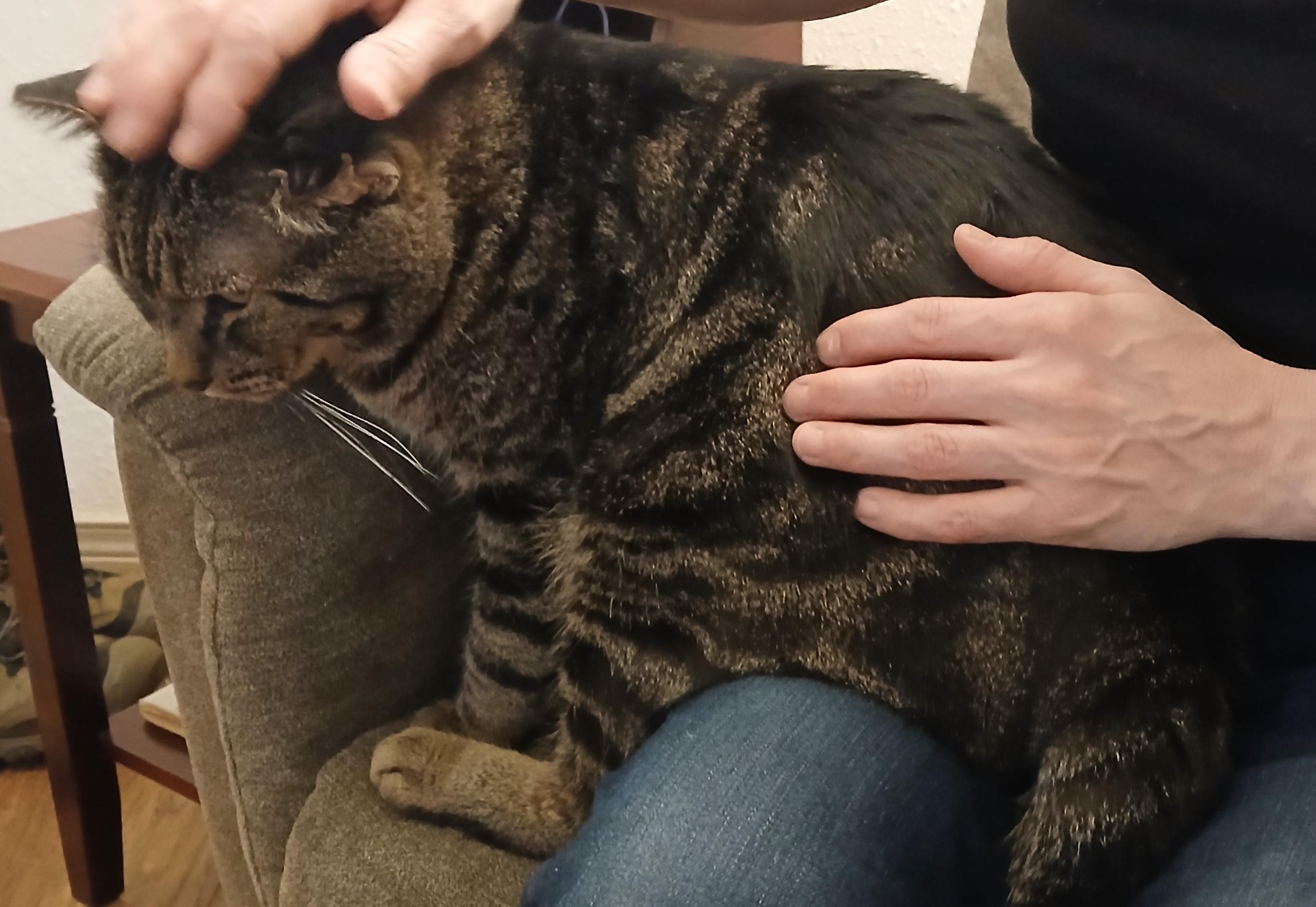 Enlarge Perry FIV+ (Courtesy Post), a ADOPTABLE Domestic Short Hair in Puyallup, WA image 6/6