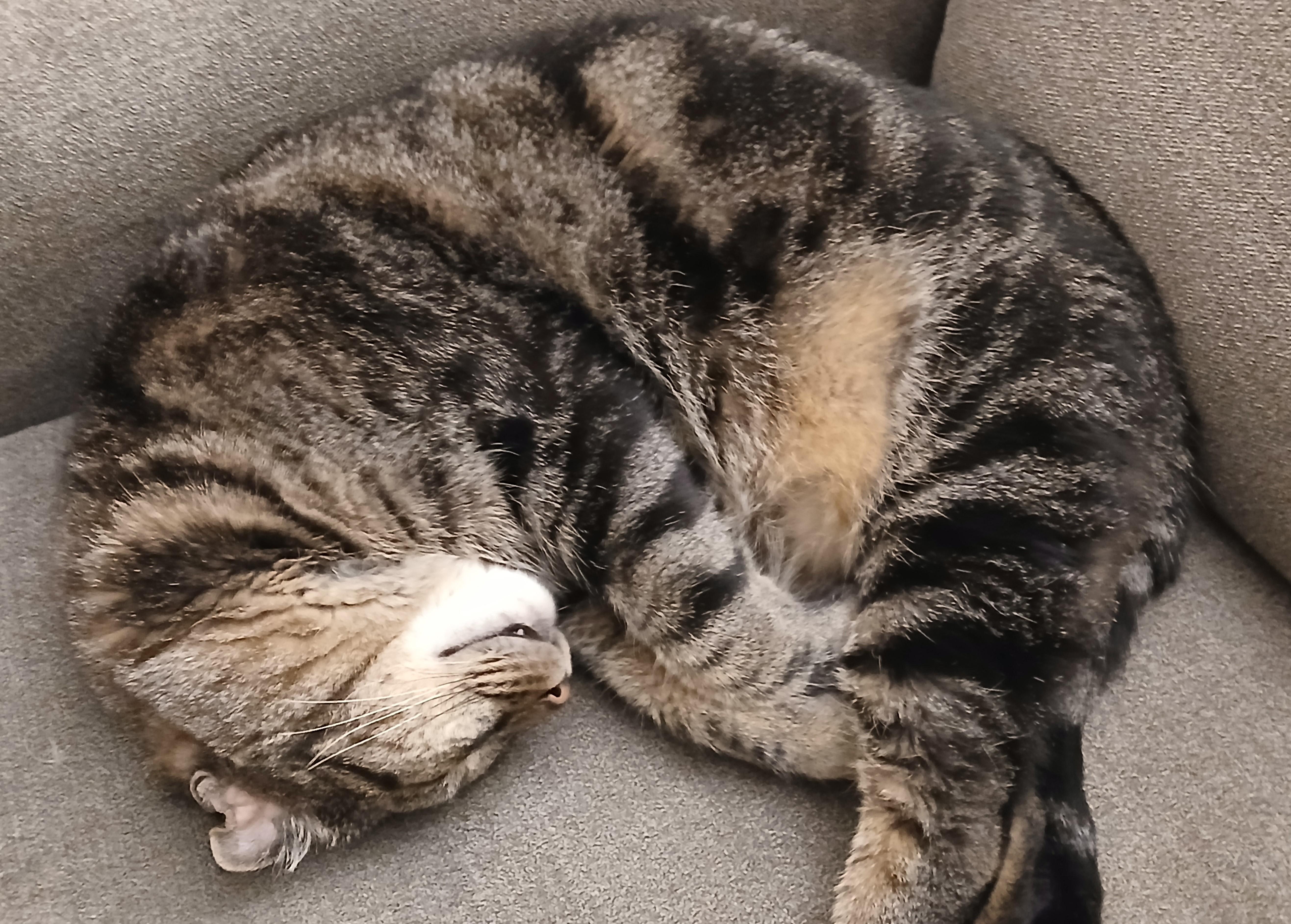 Enlarge Perry FIV+ (Courtesy Post), a ADOPTABLE Domestic Short Hair in Puyallup, WA image 4/6