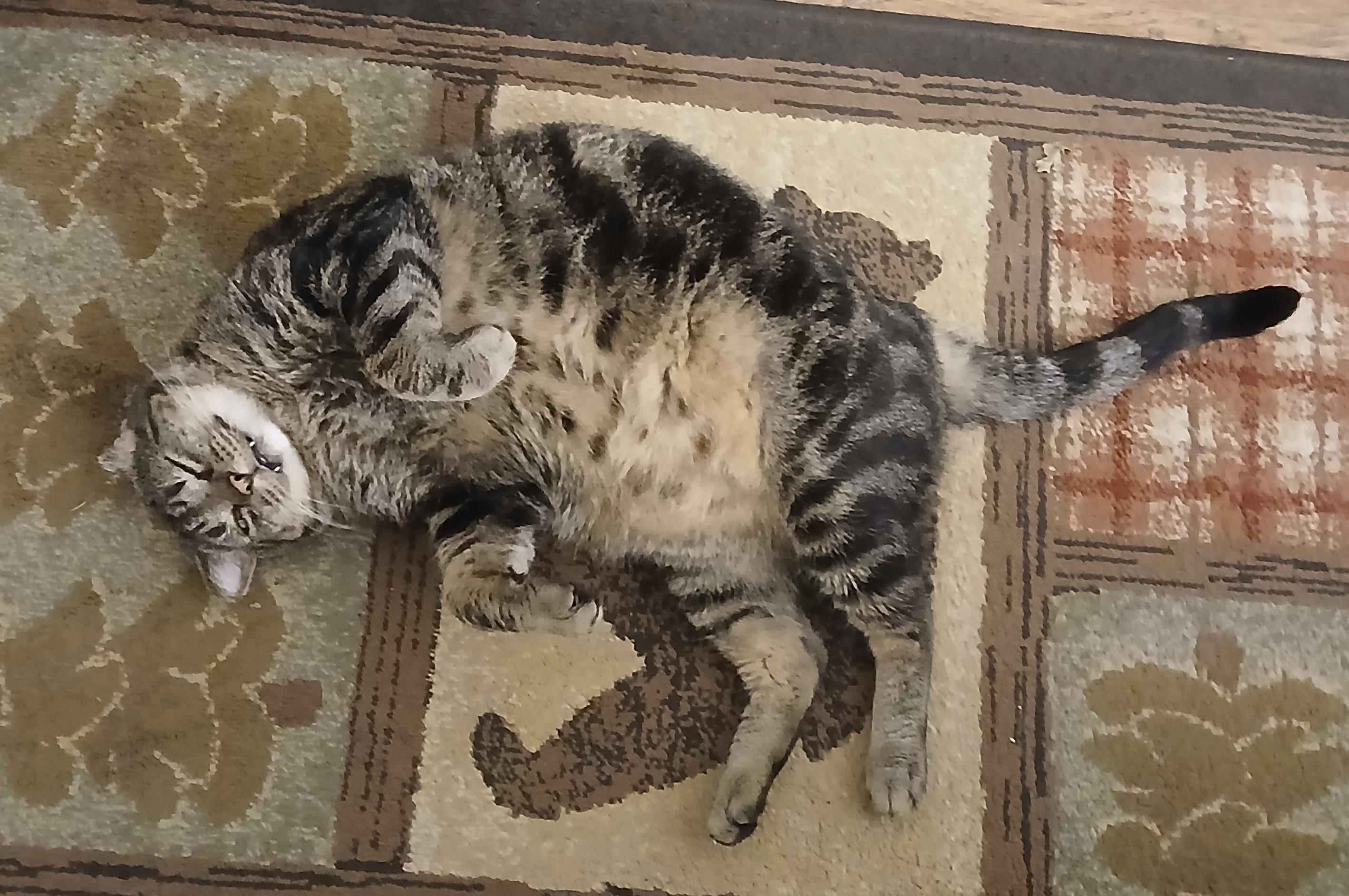 Enlarge Perry FIV+ (Courtesy Post), a ADOPTABLE Domestic Short Hair in Puyallup, WA image 3/6