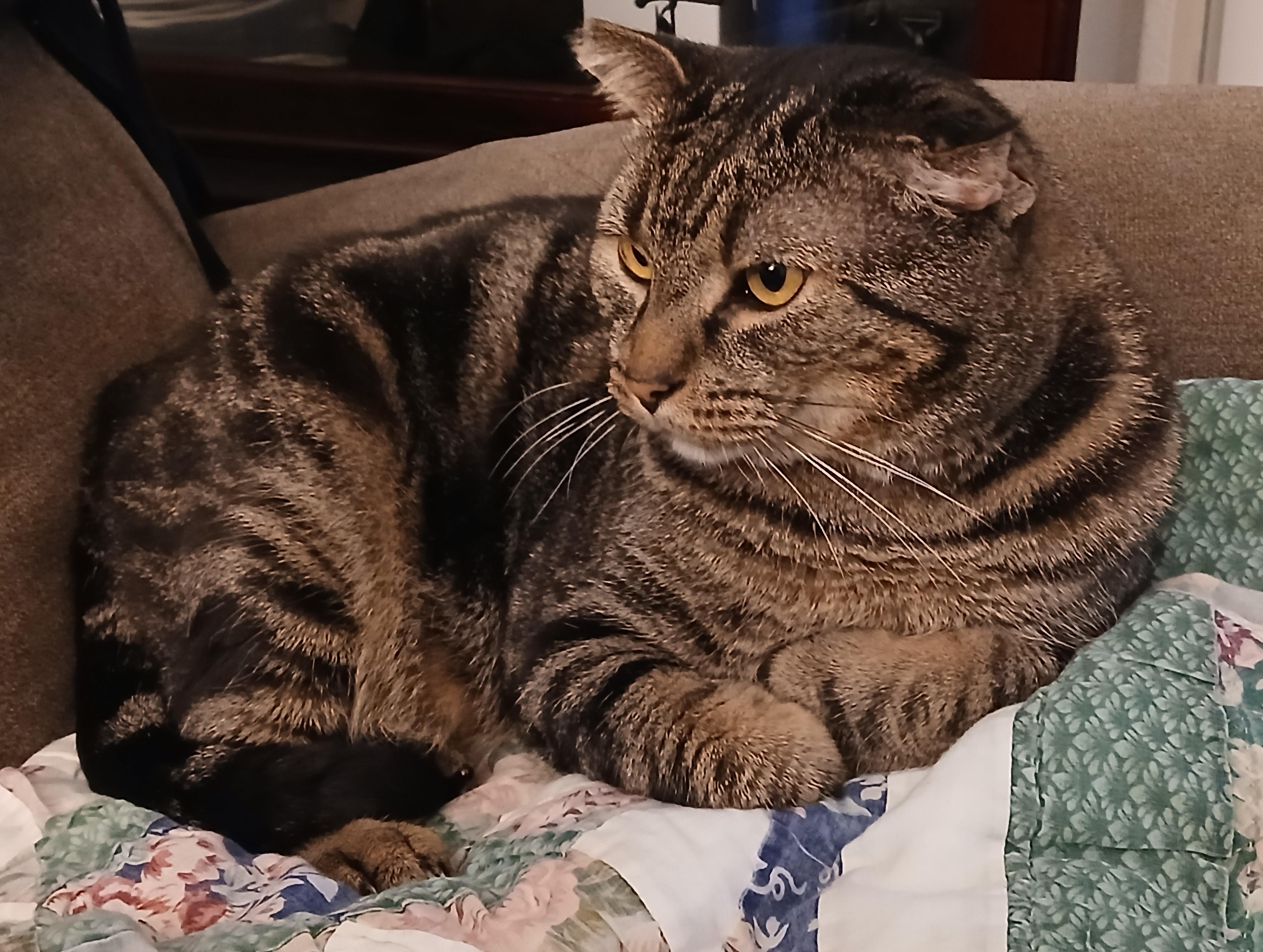 Enlarge Perry FIV+ (Courtesy Post), a ADOPTABLE Domestic Short Hair in Puyallup, WA image 2/6