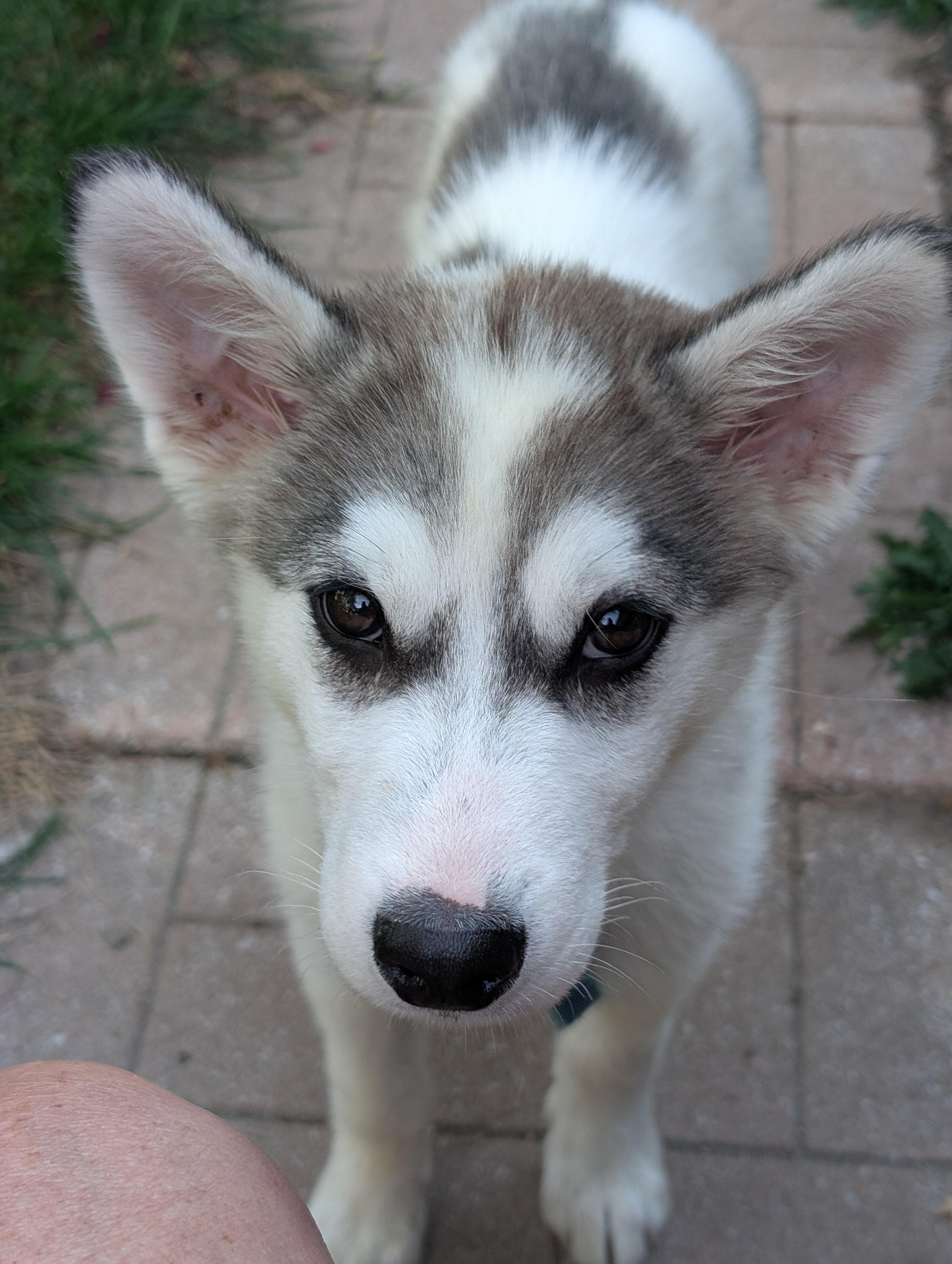 Luigi, Adopted, Puppy Male Husky.