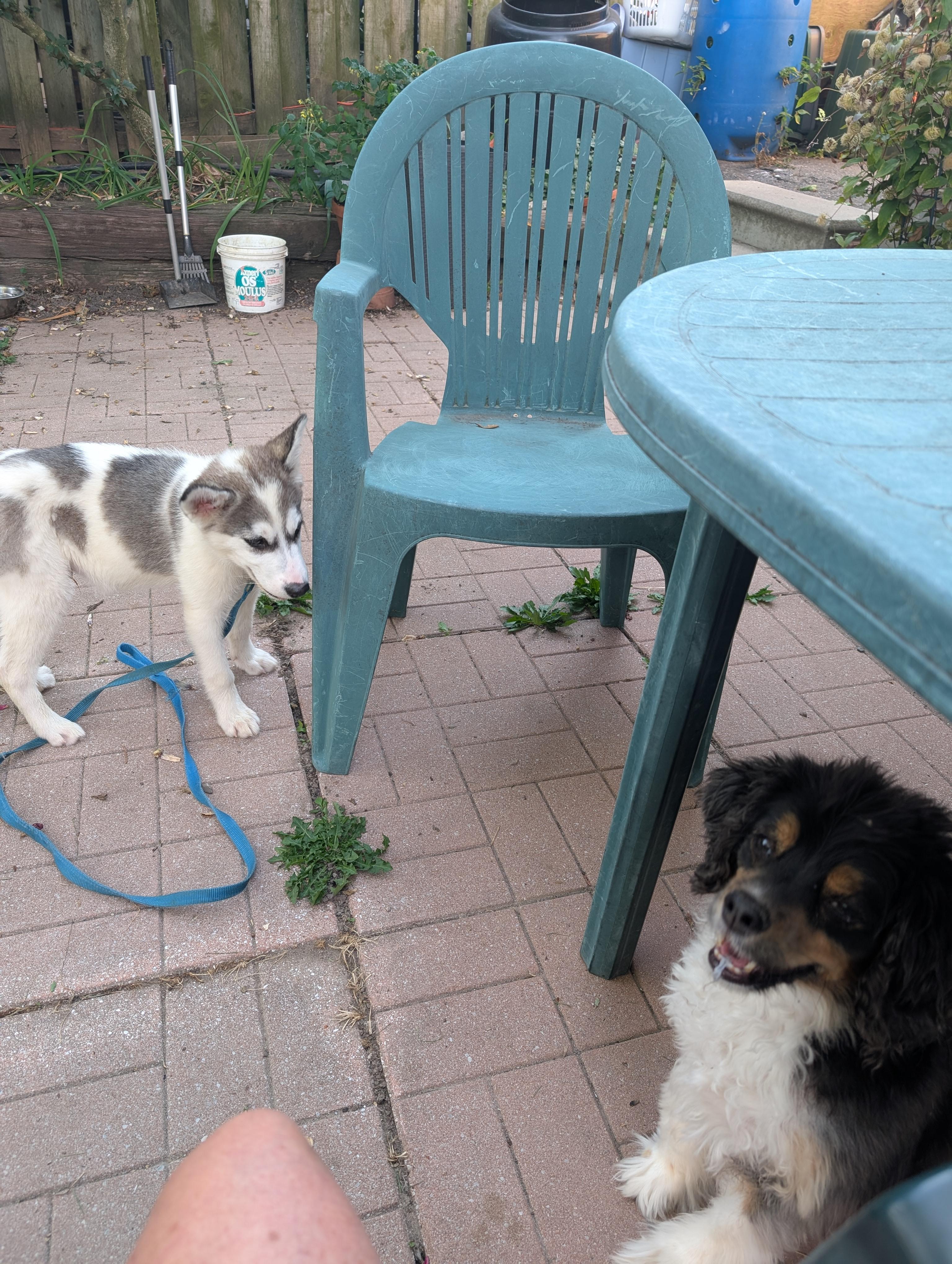 Enlarge Luigi, a Adopted mixed breed in Mississauga, ON image 3/4