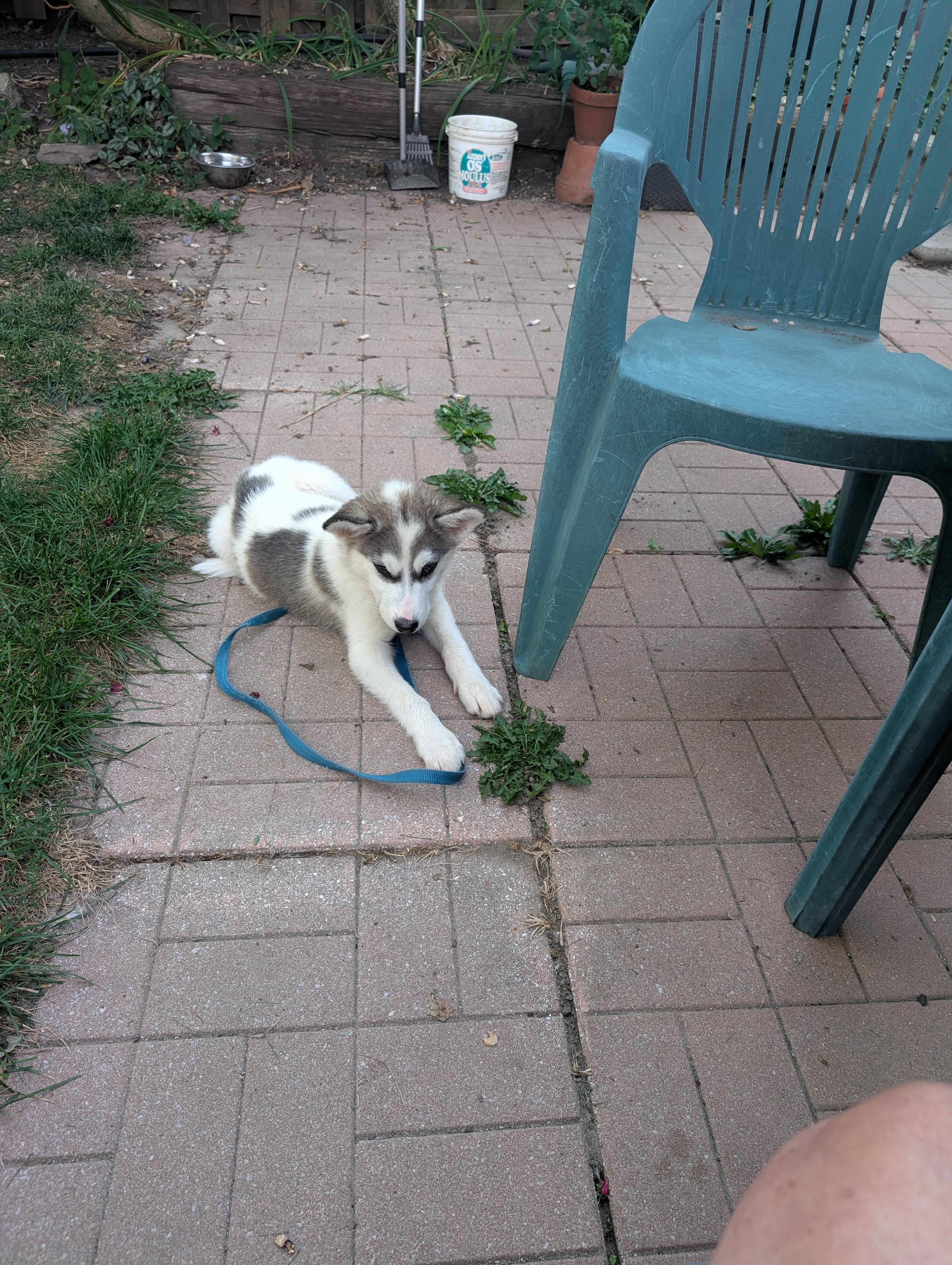 Enlarge Luigi, a Adopted mixed breed in Mississauga, ON image 4/4