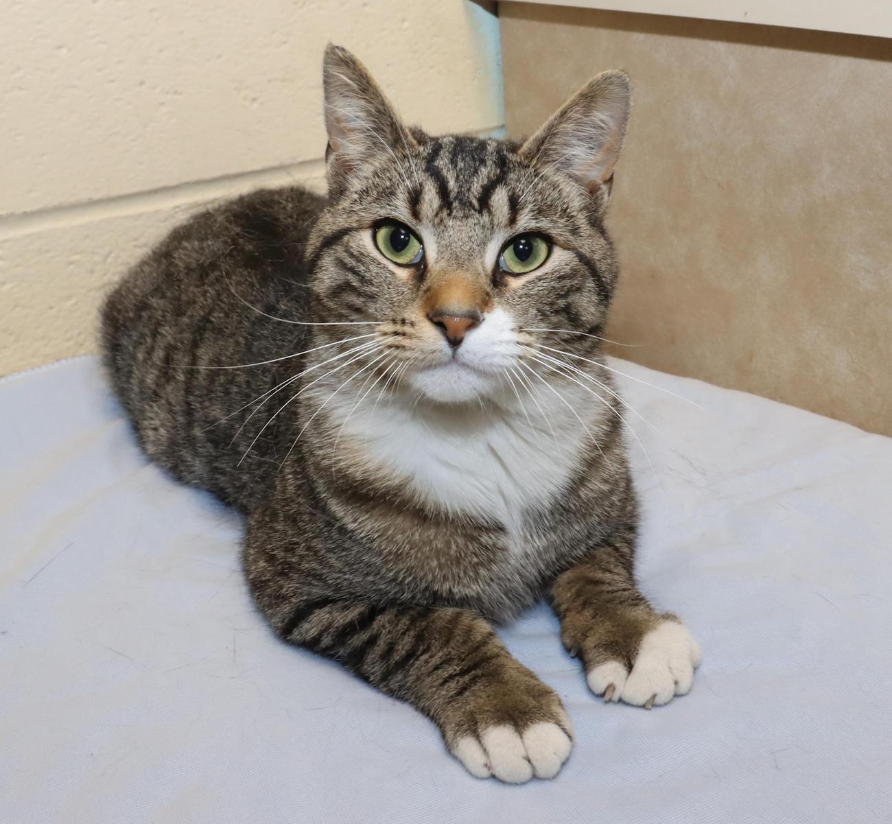 Enlarge Boots, an adopted Domestic Short Hair in Euclid, OH image 5/6