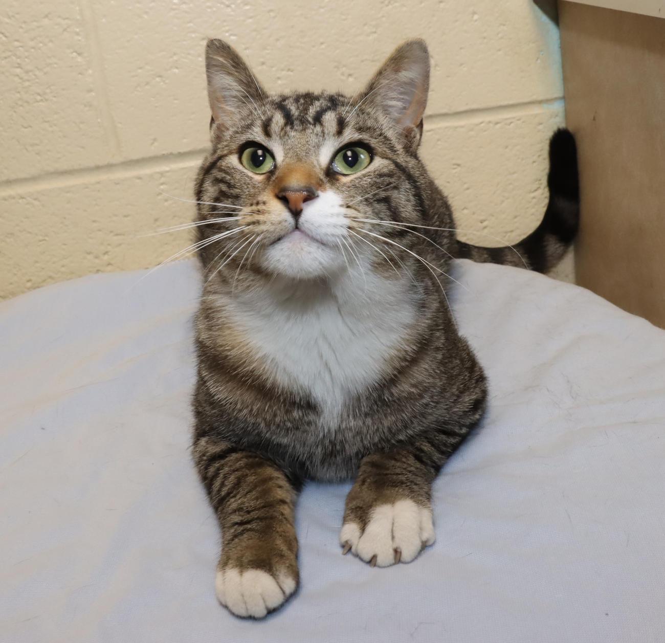 Enlarge Boots, an adopted Domestic Short Hair in Euclid, OH image 4/6