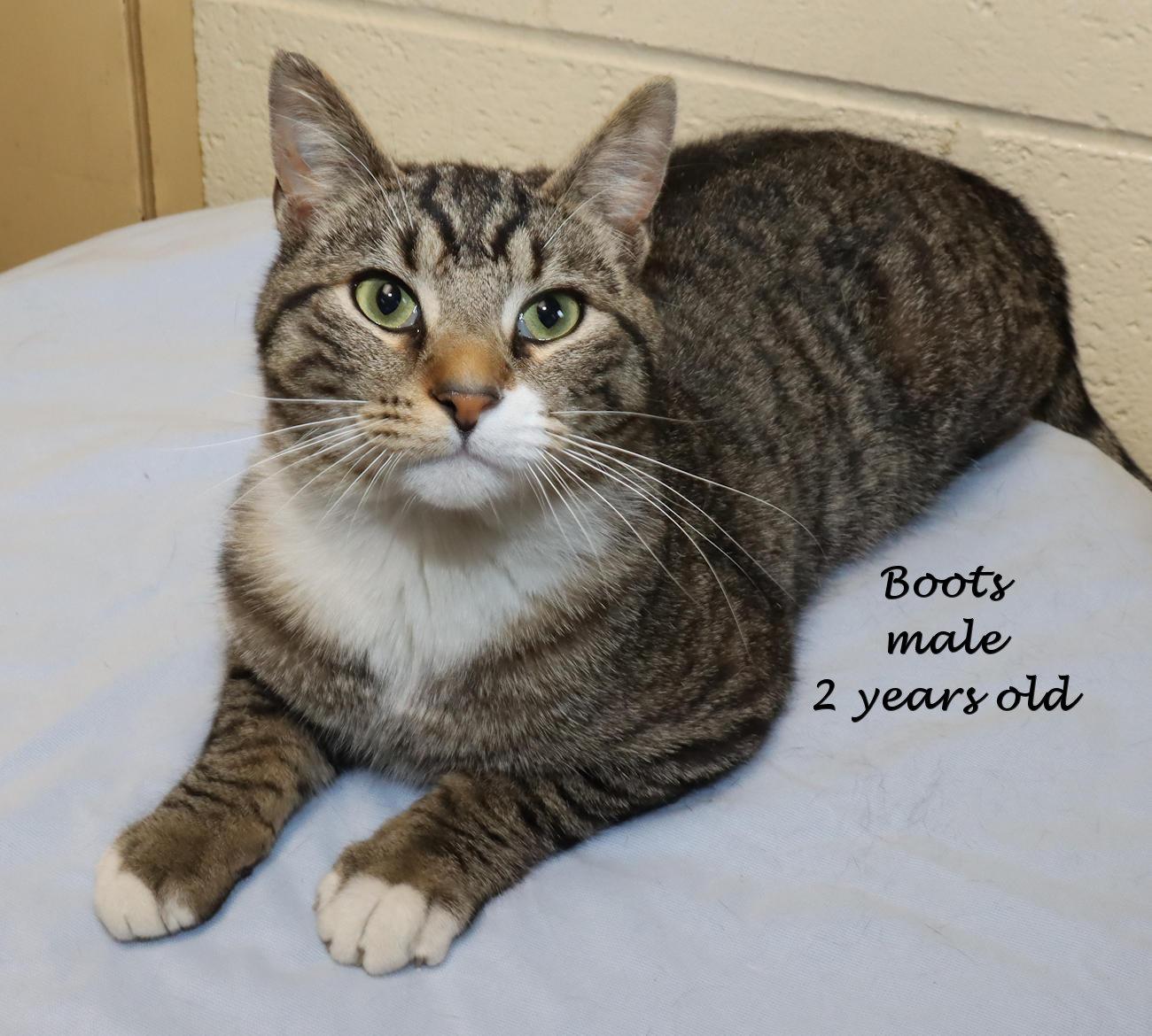Enlarge Boots, an adopted Domestic Short Hair in Euclid, OH image 2/6