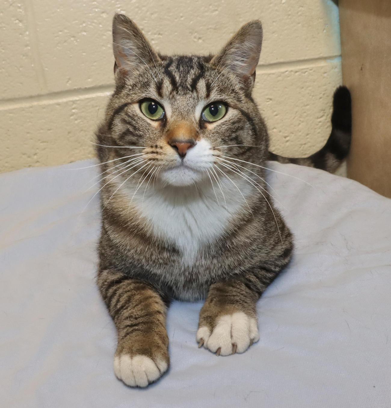 Enlarge Boots, an adopted Domestic Short Hair in Euclid, OH image 6/6