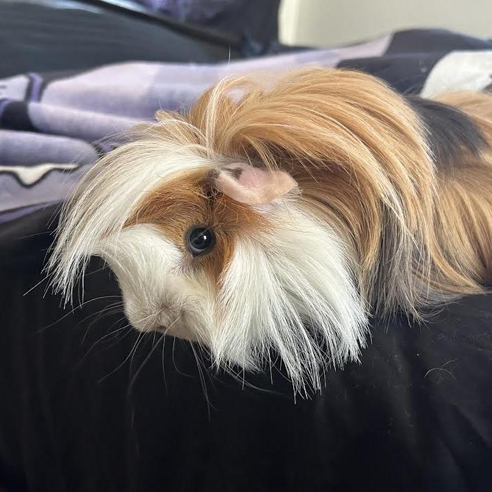 Enlarge Costello (Bonded w/Bella), a Adoptable Peruvian in Madison, WI image 1/3