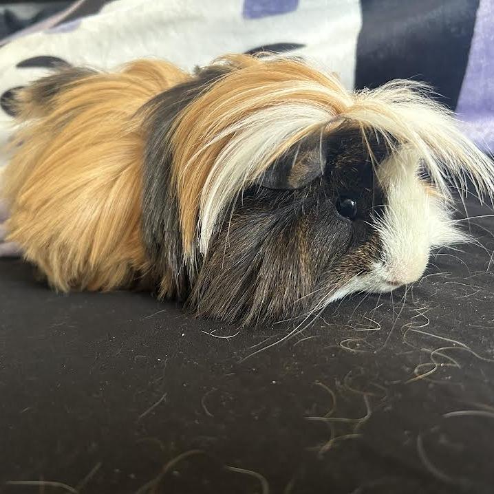 Enlarge Costello (Bonded w/Bella), a Adoptable Peruvian in Madison, WI image 2/3