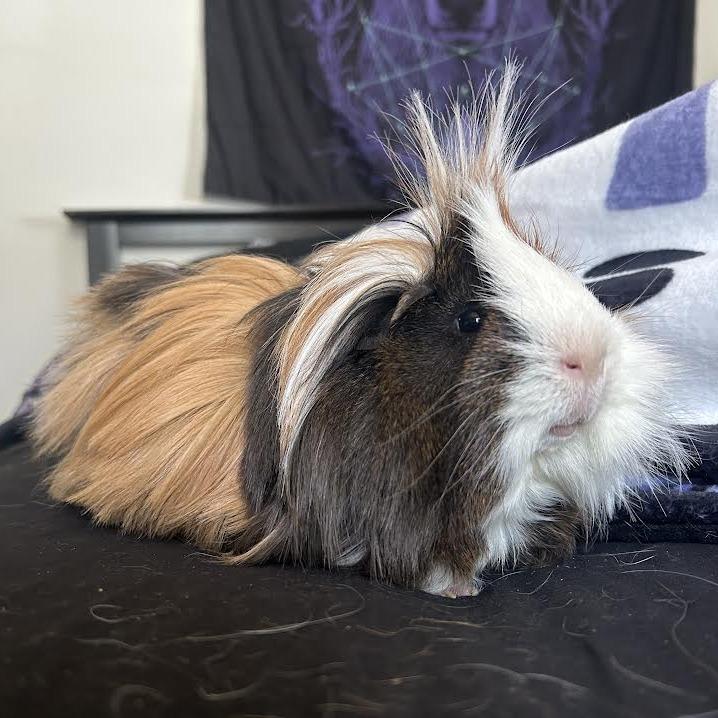 Enlarge Costello (Bonded w/Bella), a Adoptable Peruvian in Madison, WI image 3/3