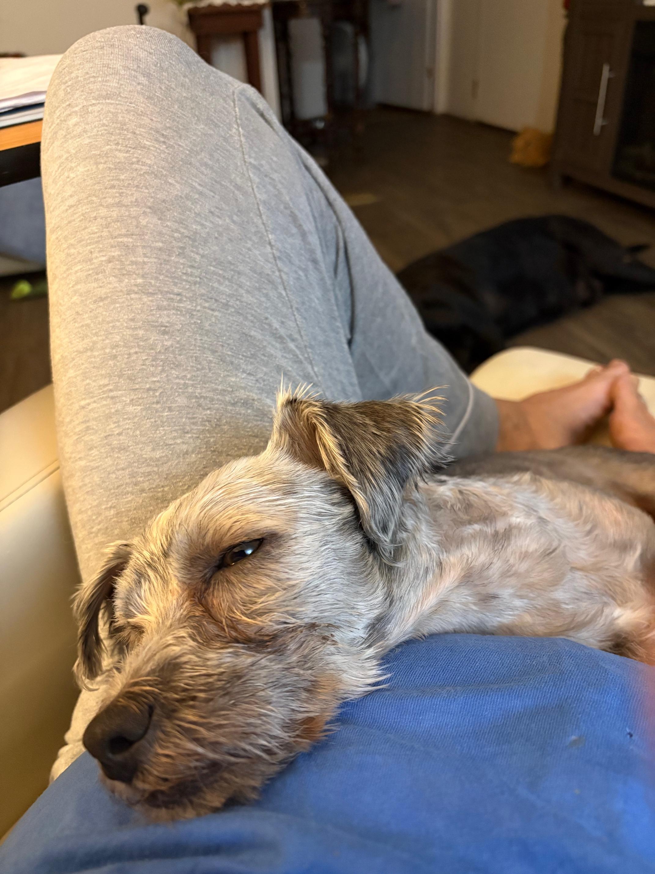 Enlarge O Neil, a Adopted mixed breed in Gloucester, VA image 5/5