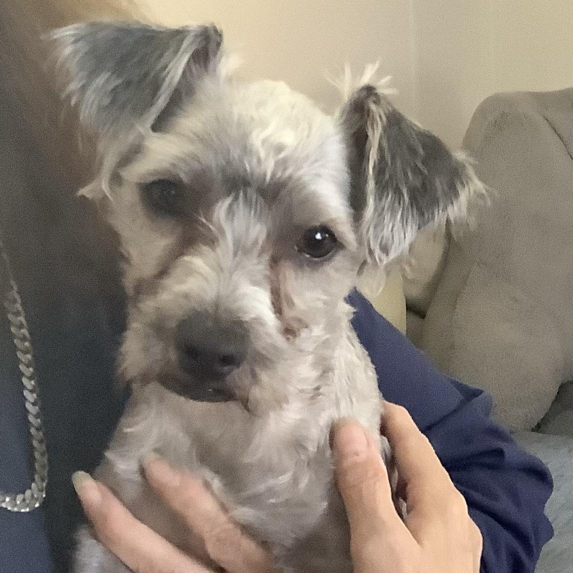 Enlarge O Neil, a Adopted mixed breed in Gloucester, VA image 1/5
