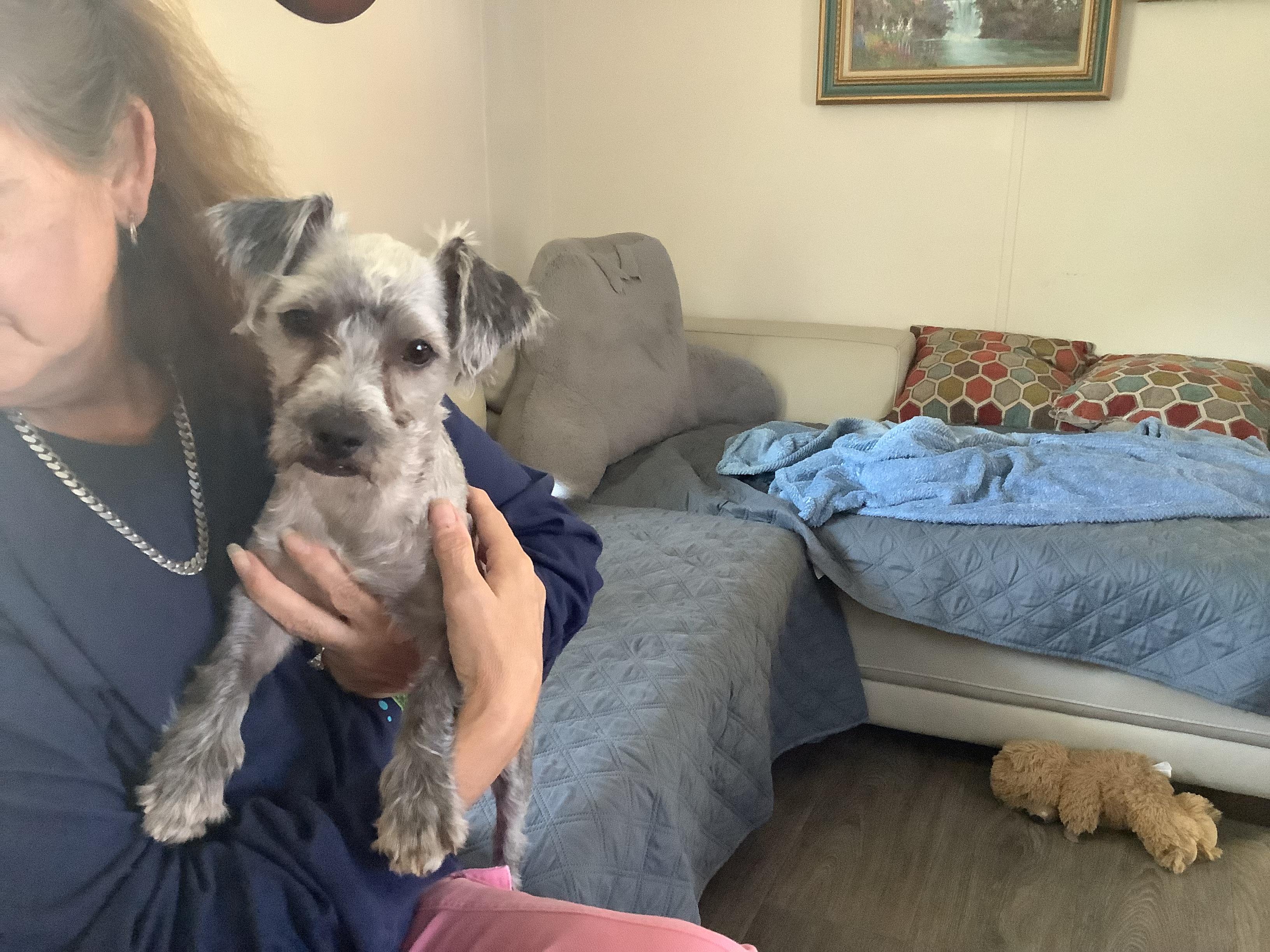 Enlarge O Neil, a Adopted mixed breed in Gloucester, VA image 3/5