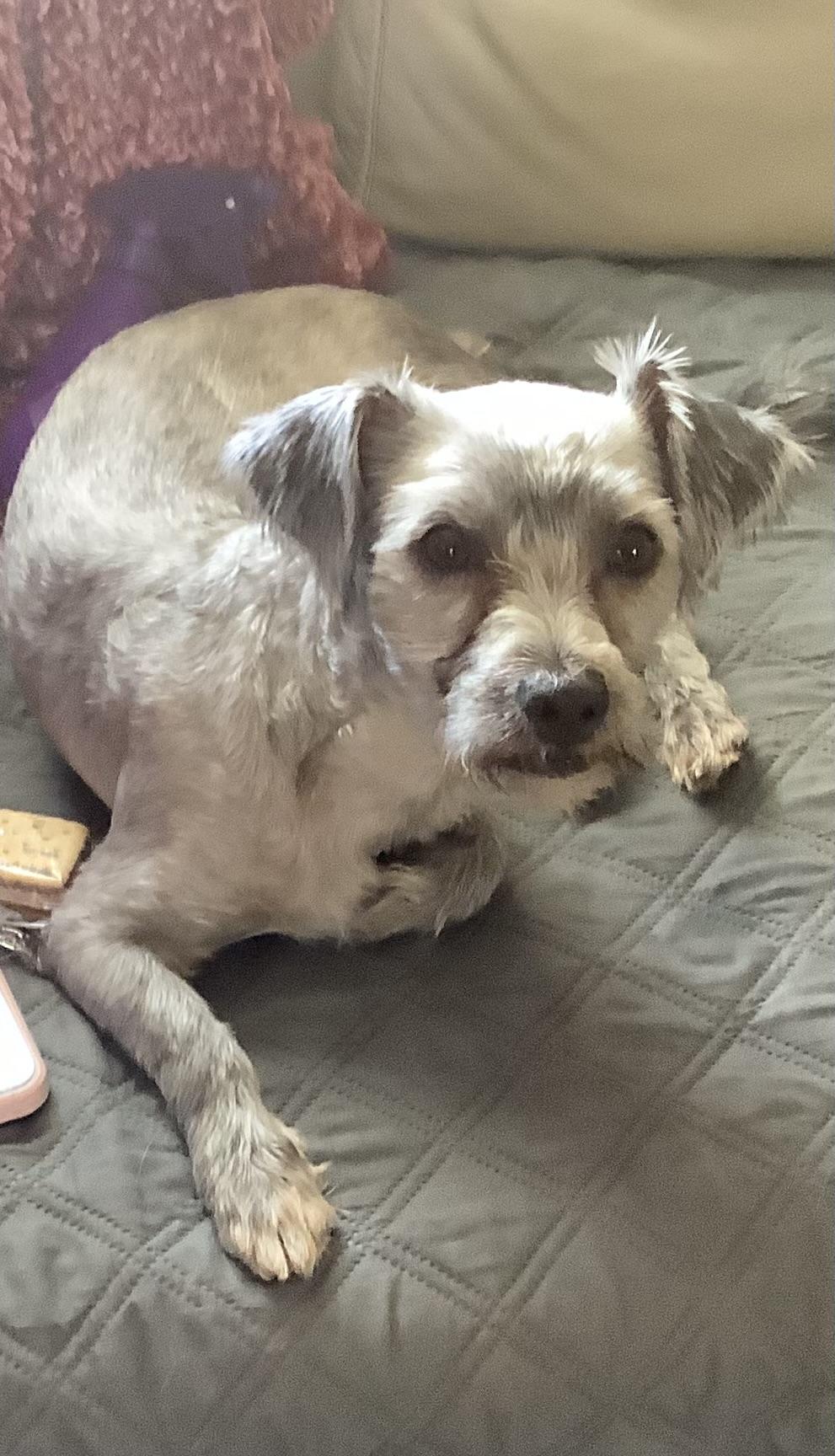Enlarge O Neil, a Adopted mixed breed in Gloucester, VA image 2/5