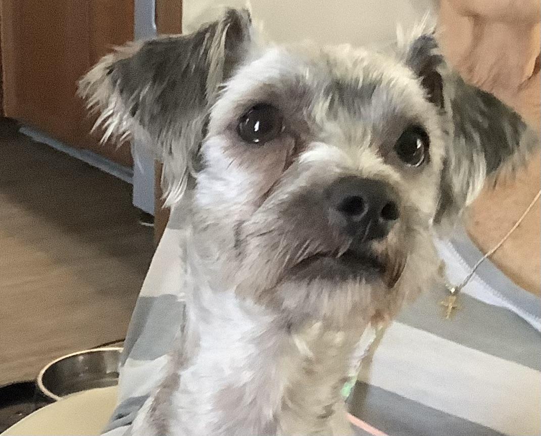 Enlarge O Neil, a Adopted mixed breed in Gloucester, VA image 4/5