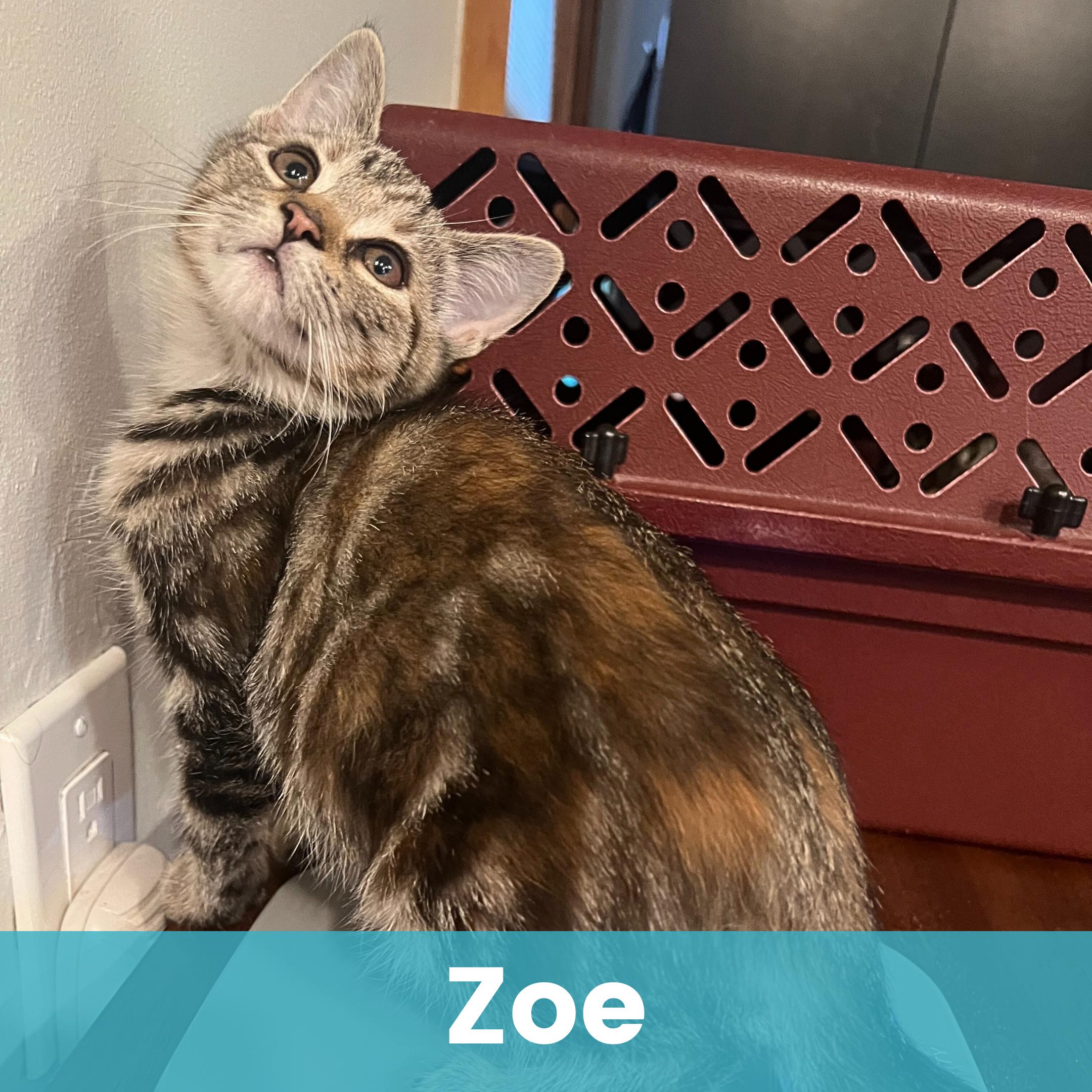 Zoe