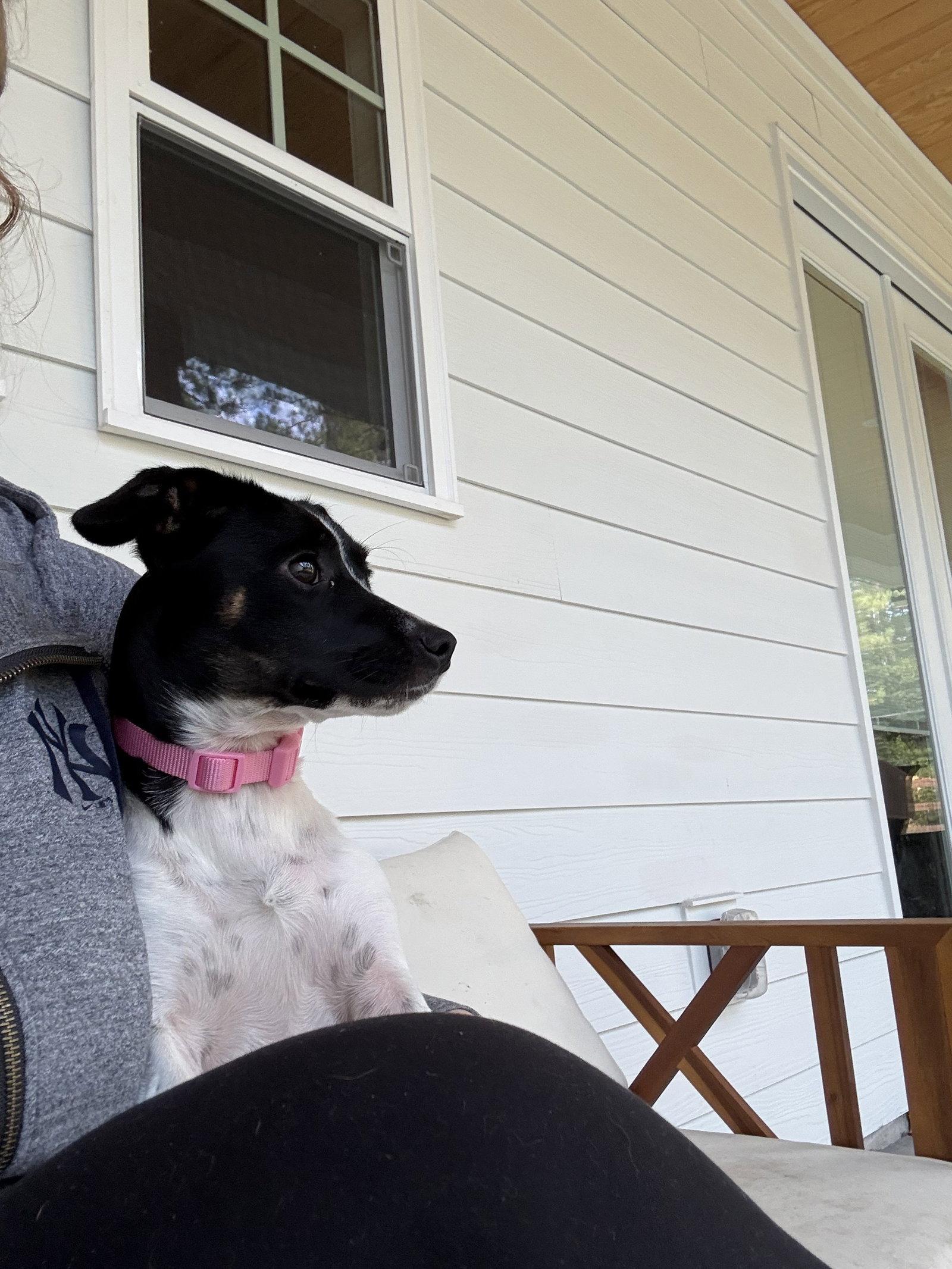 Enlarge Oreo, a Adoptable Jack Russell Terrier in Forest Hill, MD image 1/3