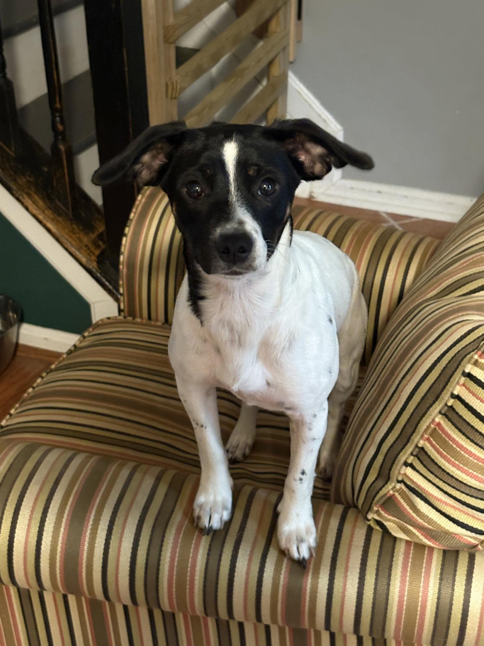 Enlarge Oreo, a Adoptable Jack Russell Terrier in Forest Hill, MD image 2/3