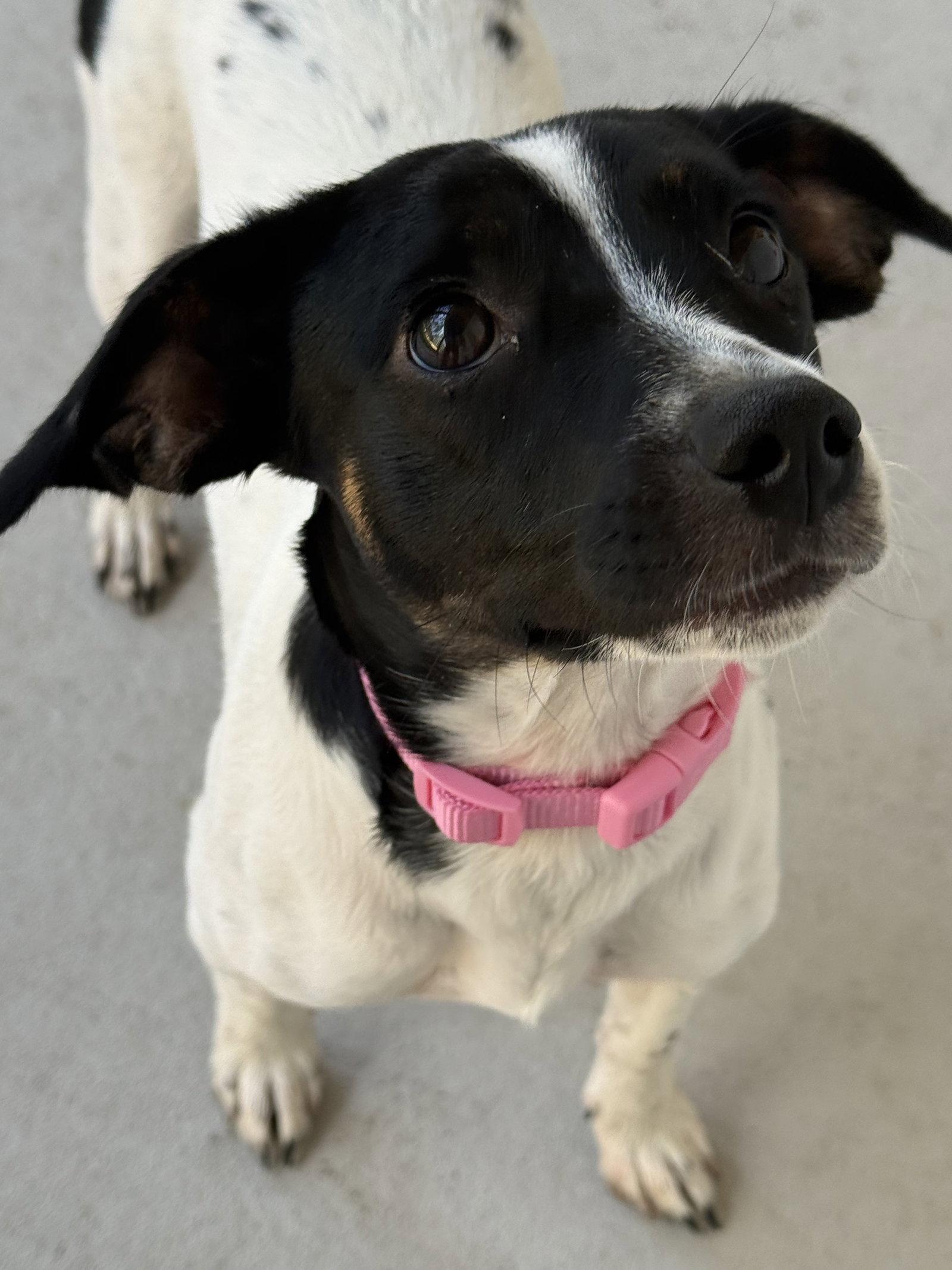 Enlarge Oreo, a Adoptable Jack Russell Terrier in Forest Hill, MD image 3/3